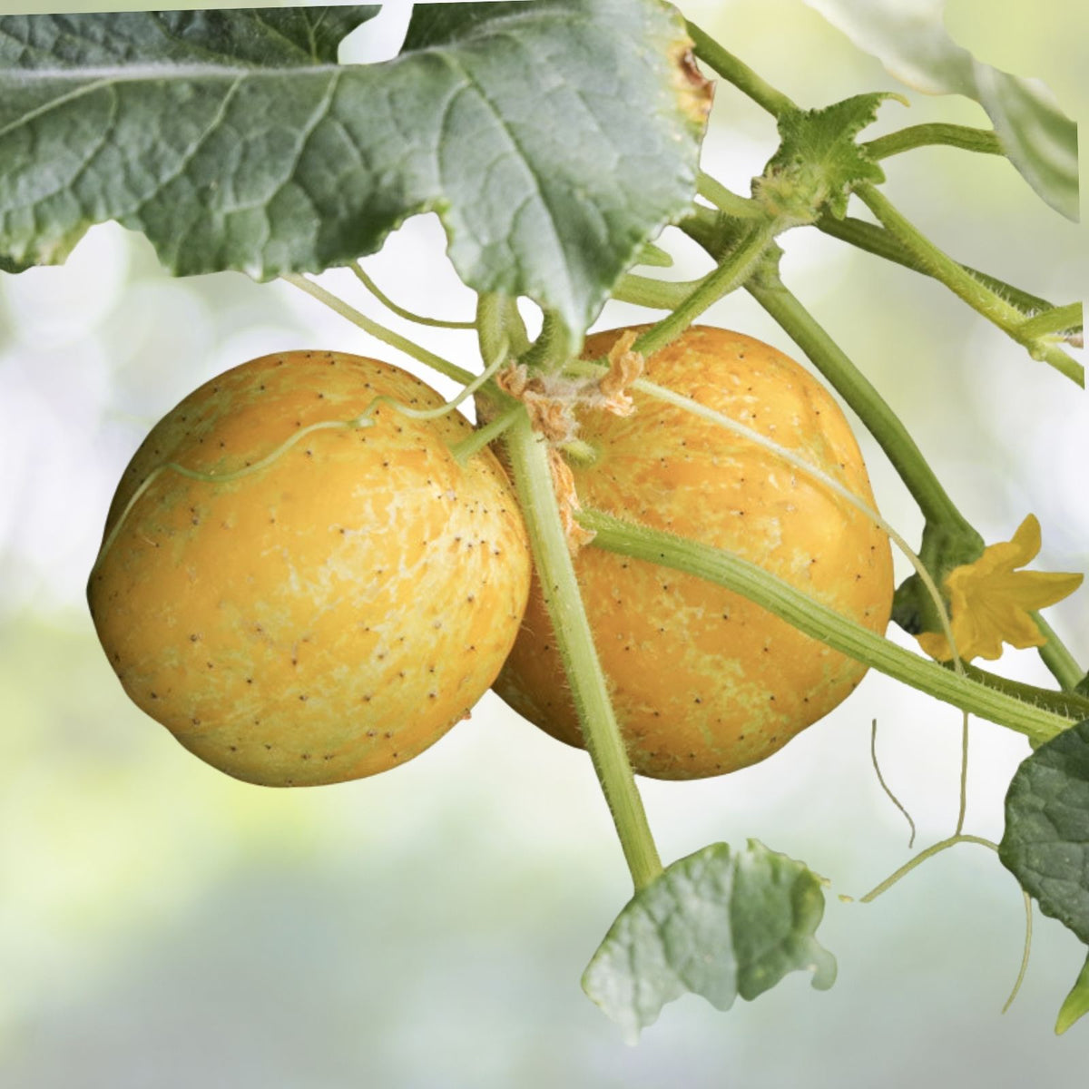 Lemon Cucumber Seeds | Organic NON-GMO Heirloom Seeds | Cucumis sativus | Vegetable Garden Seeds