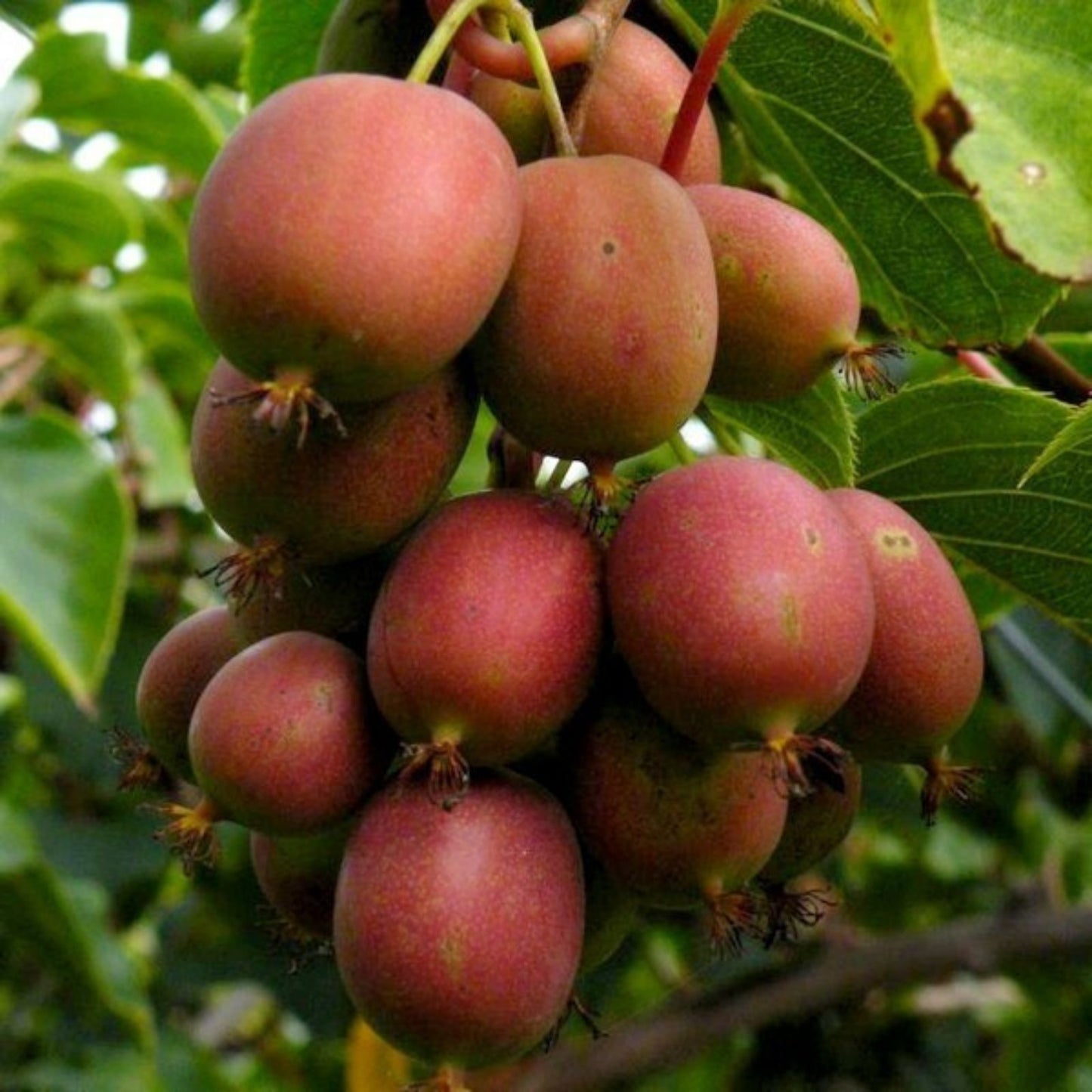 Organic Hardy Polar Arctic Seedless Kiwi Cuttings - 12 Count - Actinidia arguta - Cold Hardy, Fruit Producing, Organic Gardening