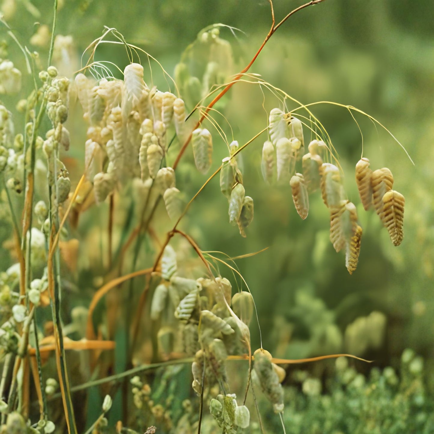Little Quaking Grass Seeds 100 Pack - Briza Minor Ornamental Grass for Garden Landscape, Live Plant, Bare Root, Starter Plant