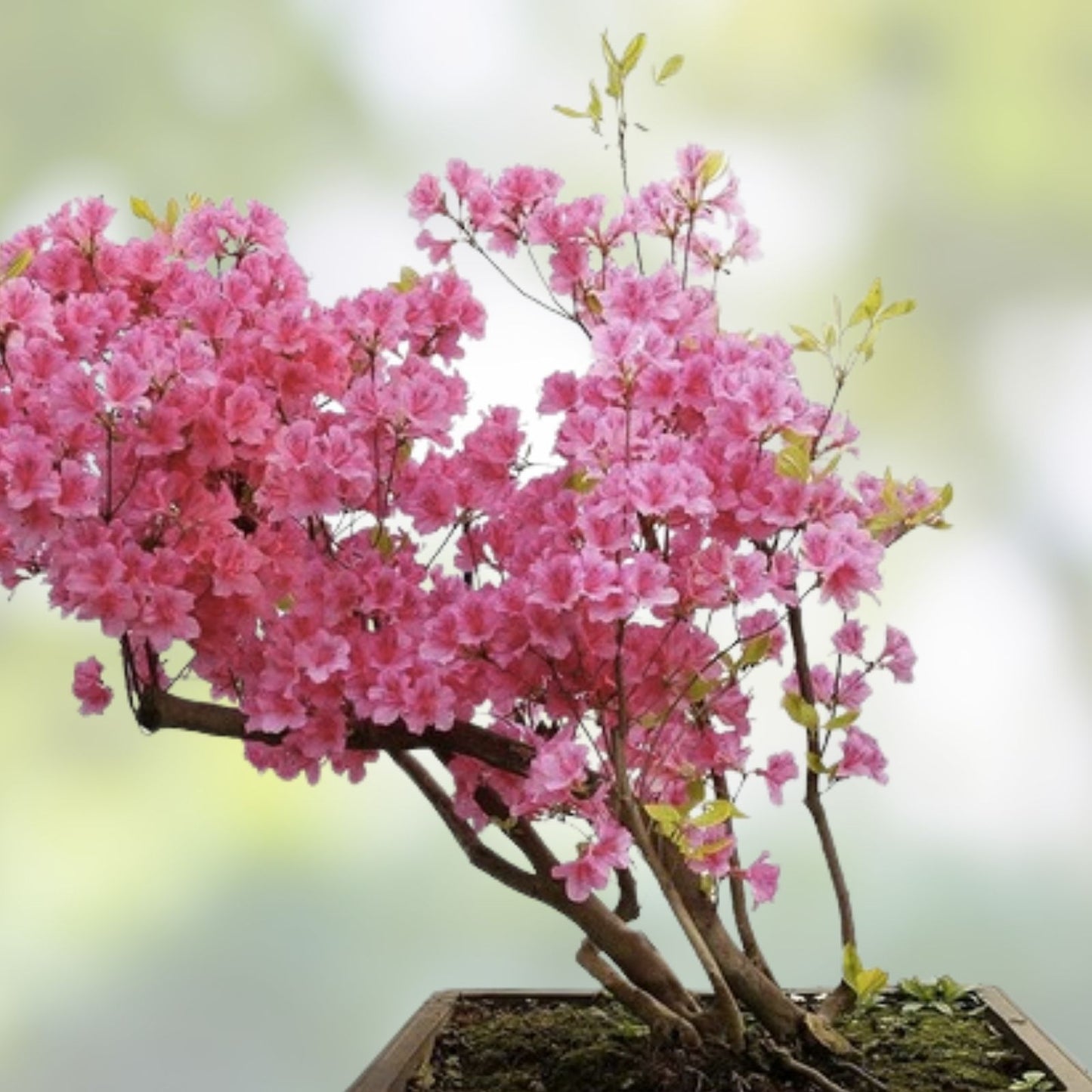 Rhododendron Starter Plant Florence Parks Well Rooted Rare Variety for Gardens and Landscapes
