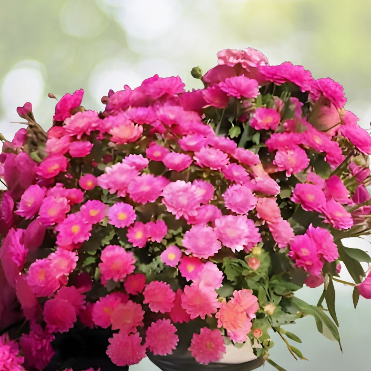 Ayslee Pink Mum Seeds 200+ Chrysanthemum Flower Seeds Annual Pink Blooms Garden Flowers Chrysanthemum indicum