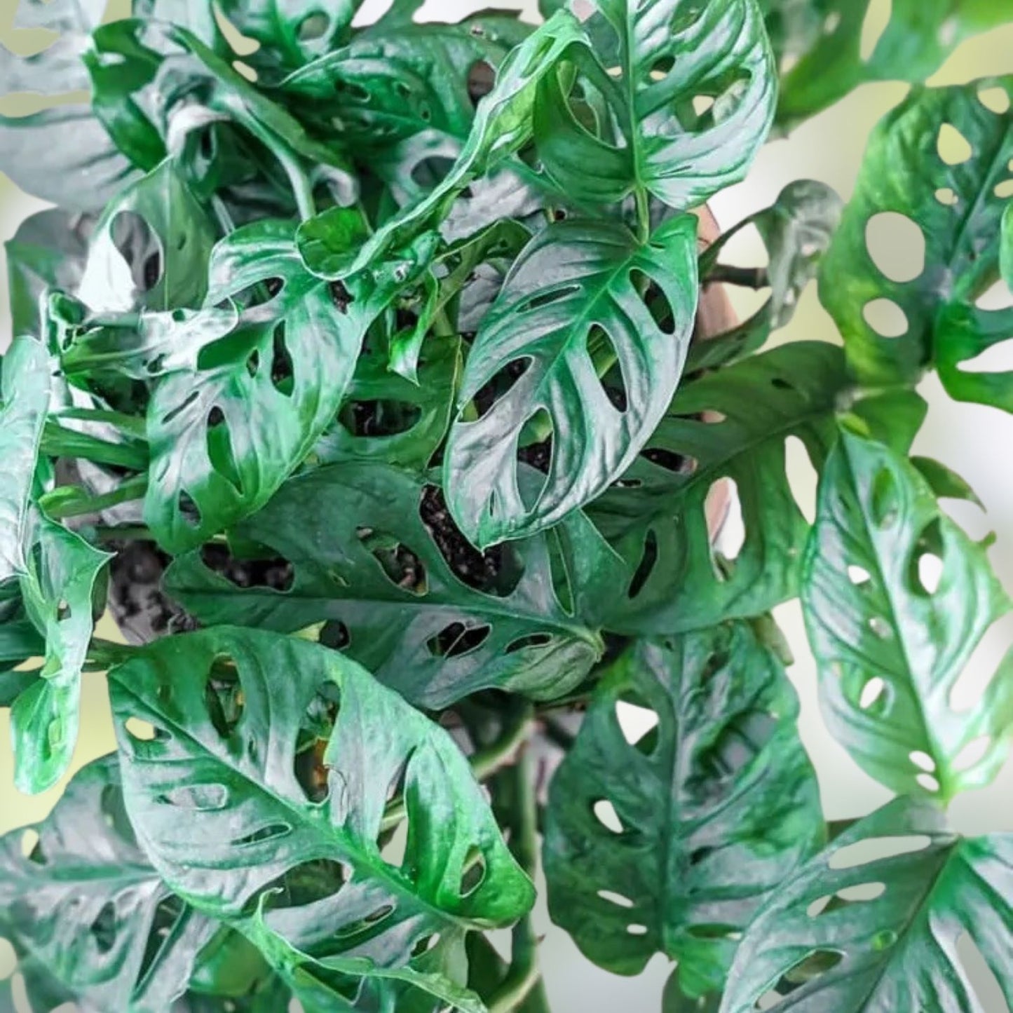 Monstera Adansonii Swiss Cheese Cuttings – Indoor/Outdoor House Plant – 3 Plant Cuttings for Home Decor