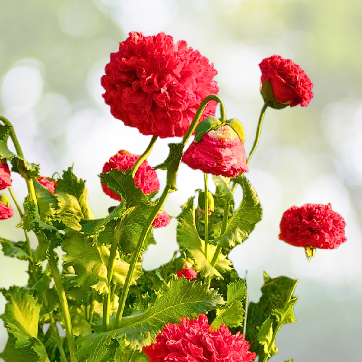 Organic Poppy Seeds - 200 Large Pods - Lucille Red Frosted Breadseed Poppies - Papaver somniferum