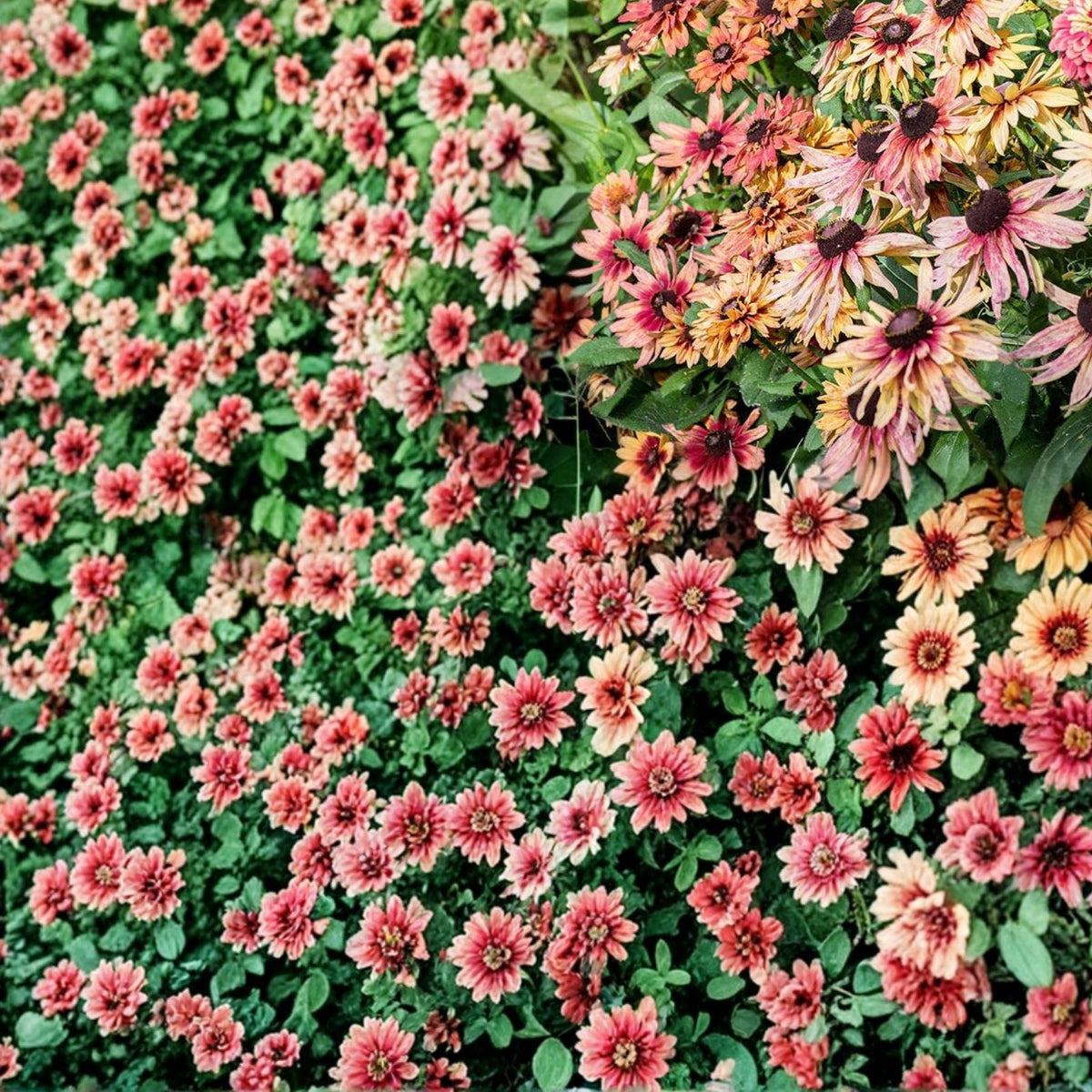 Rudbeckia Seeds 125+ Annual Flower Seeds Sahara Summer Hues Vibrant Yellow Orange Rudbeckia hirta Garden Plant