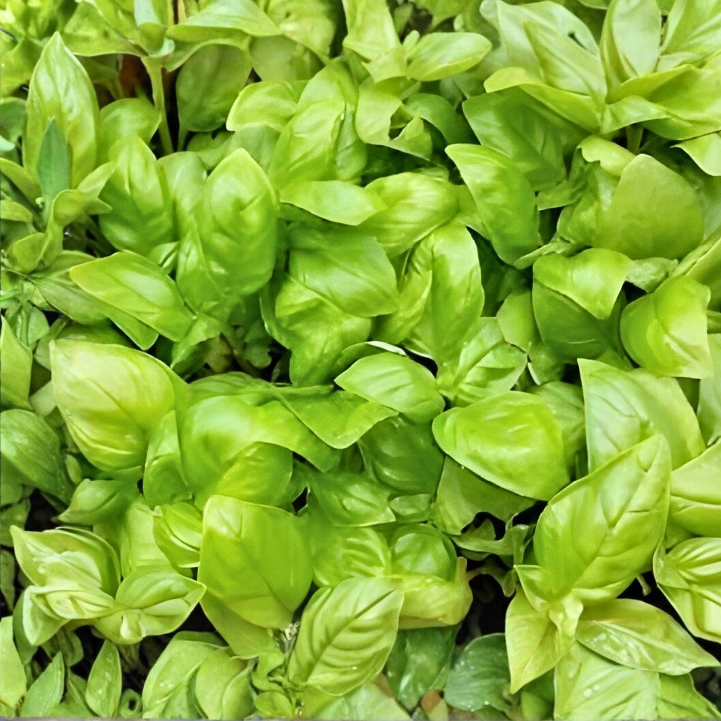 Basil Seeds 100 Count Sweet Large Leaf Ocimum basilicum Herb for Garden, Green Foliage, Annual, Full Sun, Summer to Fall