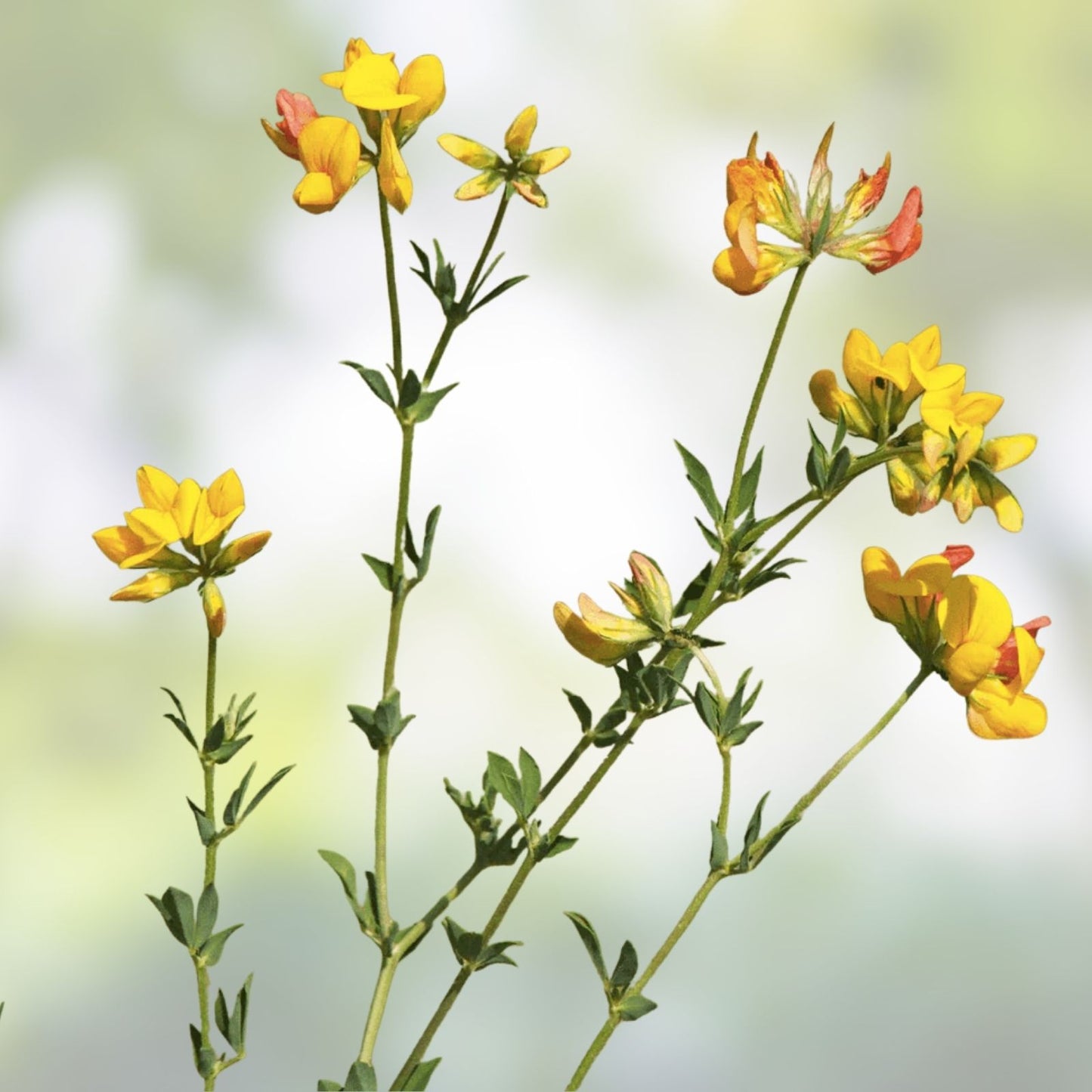 Birds Foot Seeds 500 Count – Lotus Corniculatus, Exotic Fast Growing Wildflower Seeds, Native Plant for Pollinators, Ships from USA