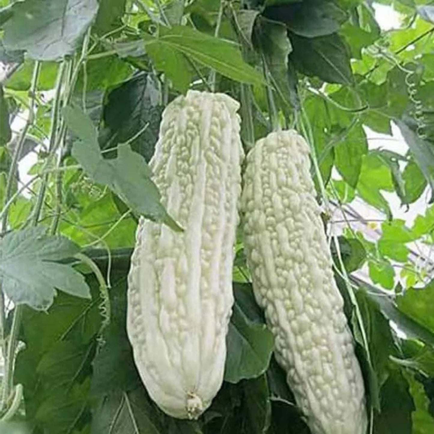 Exotic Bitter Gourd Seeds 10 Pack White Variety Momordica charantia for Planting Bitter Melon, Edible Vegetable Seeds