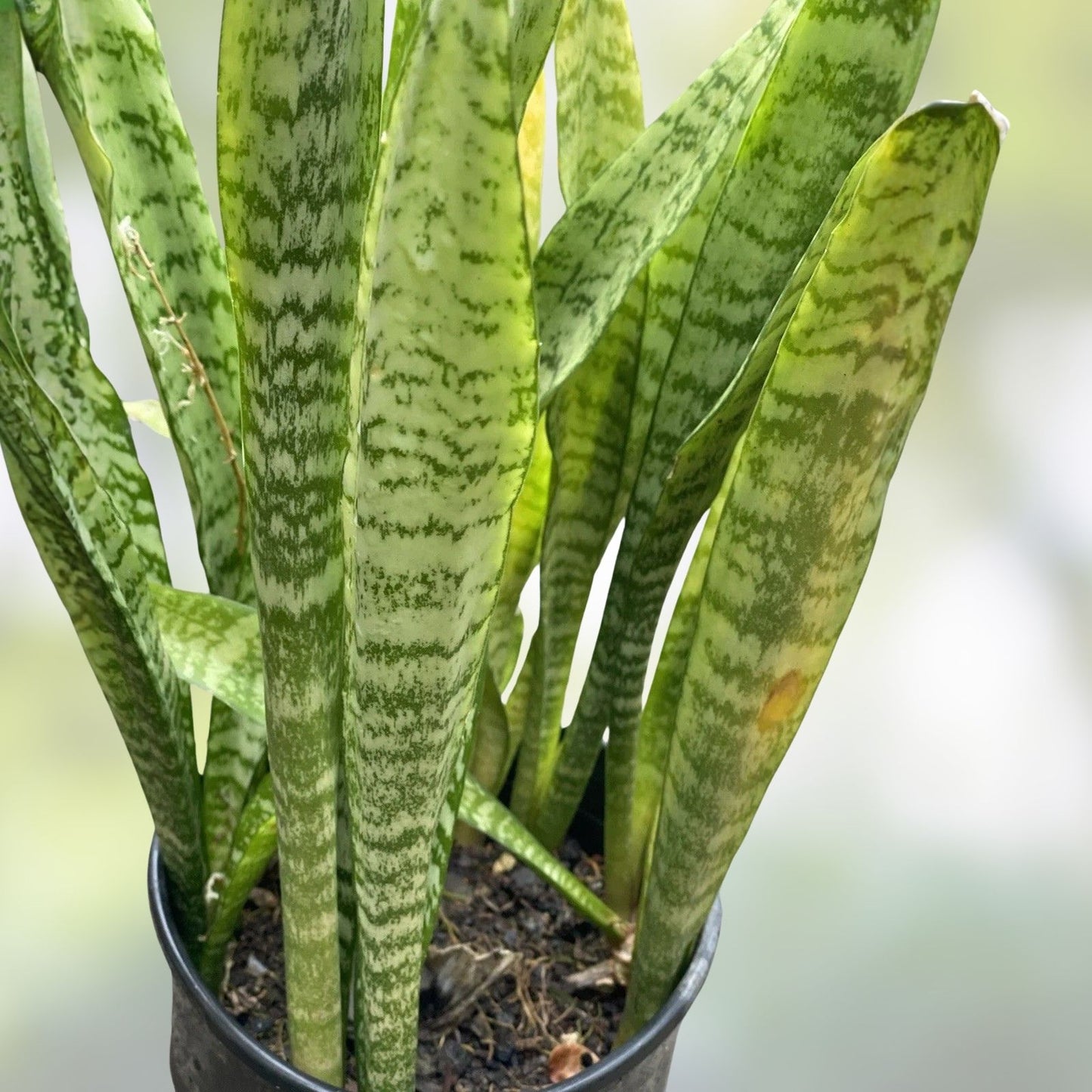 Sansevieria Leaf Cuttings - 4 Organic Hawaii Grown Snake Plant Clippings - Indoor Houseplant Starter