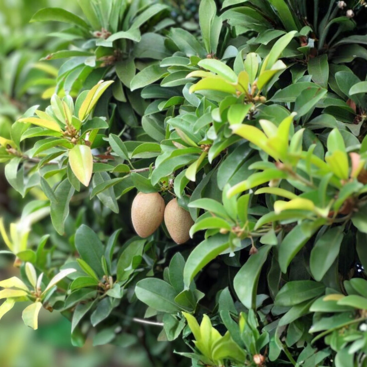 3 Gallon Alano Sapodilla Tree - Manilkara zapota - Tropical Fruit Plant for Home Garden - 3-4 Feet Tall