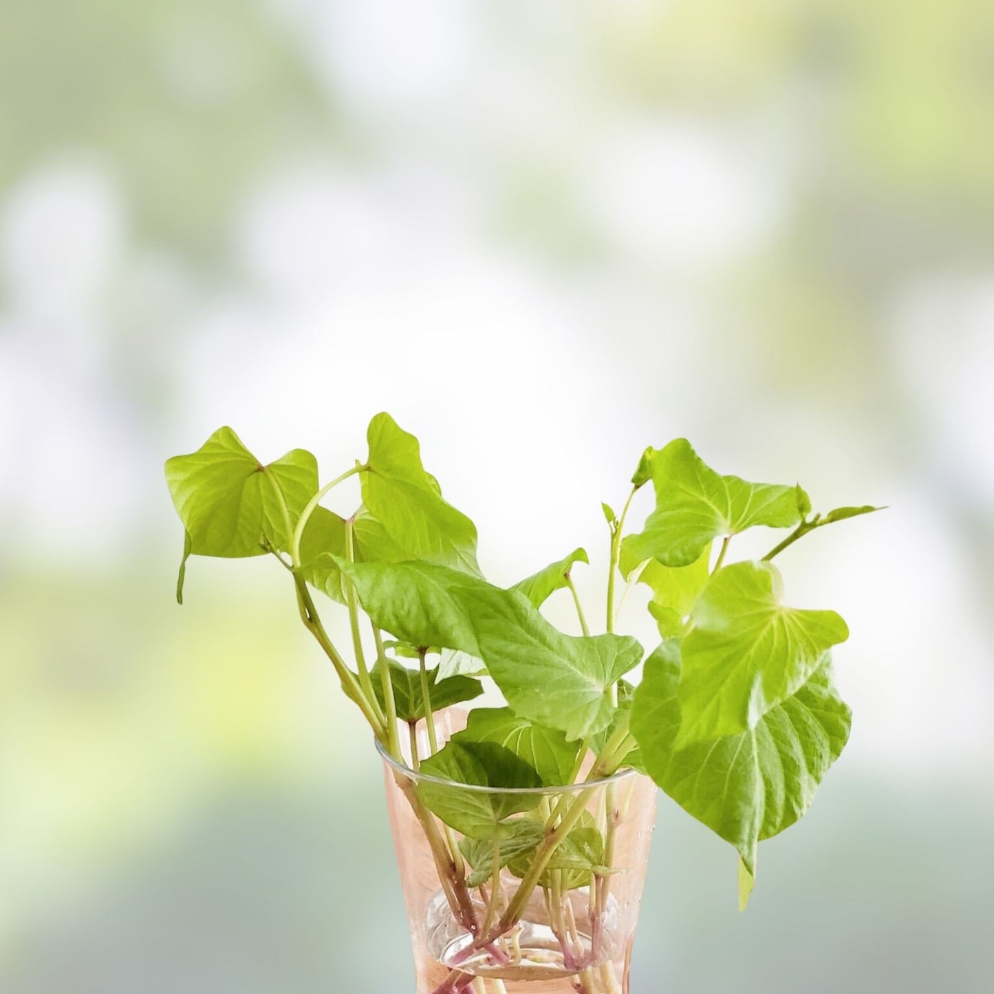 Cuban Sweet Potato Slips 15 Cuttings Organic Ipomoea batatas Gardening Sweet Potato Varieties