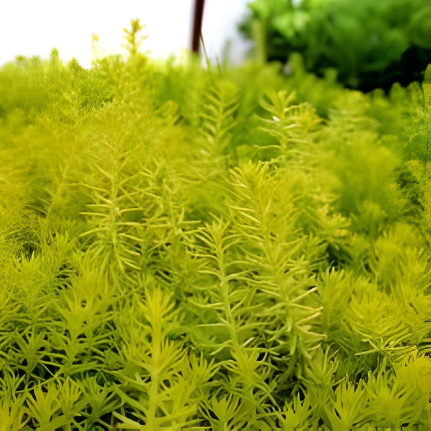 50 Sedum Cuttings – Rupestre Angelina & Sarmentosum Stonecrop Edible Succulent Plants, Hardy Ground Cover, Drought Tolerant, Easy to Grow
