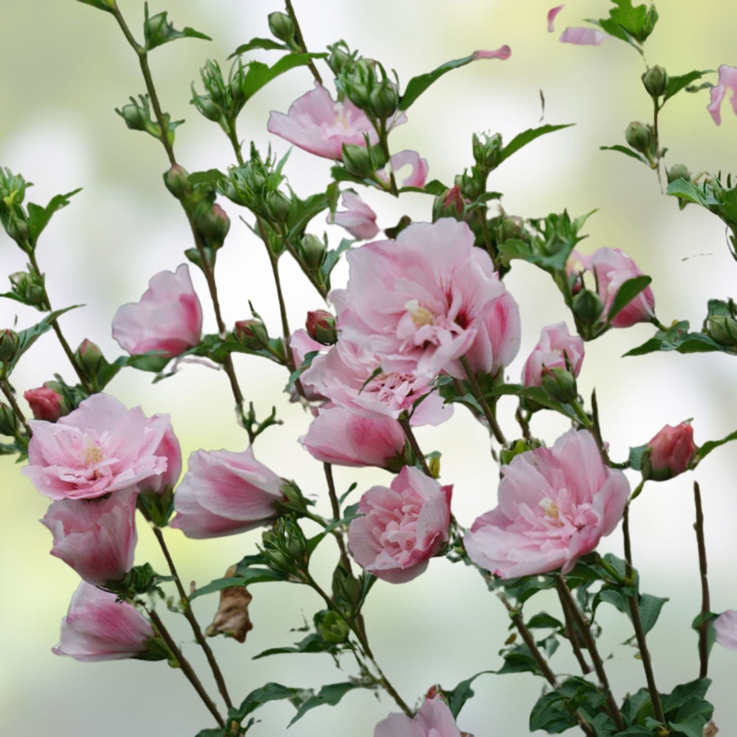 Fresh Cuttings Pink Double Rose of Sharon Hibiscus syriacus 5 Pieces | Live Plant Cuttings for Gardening