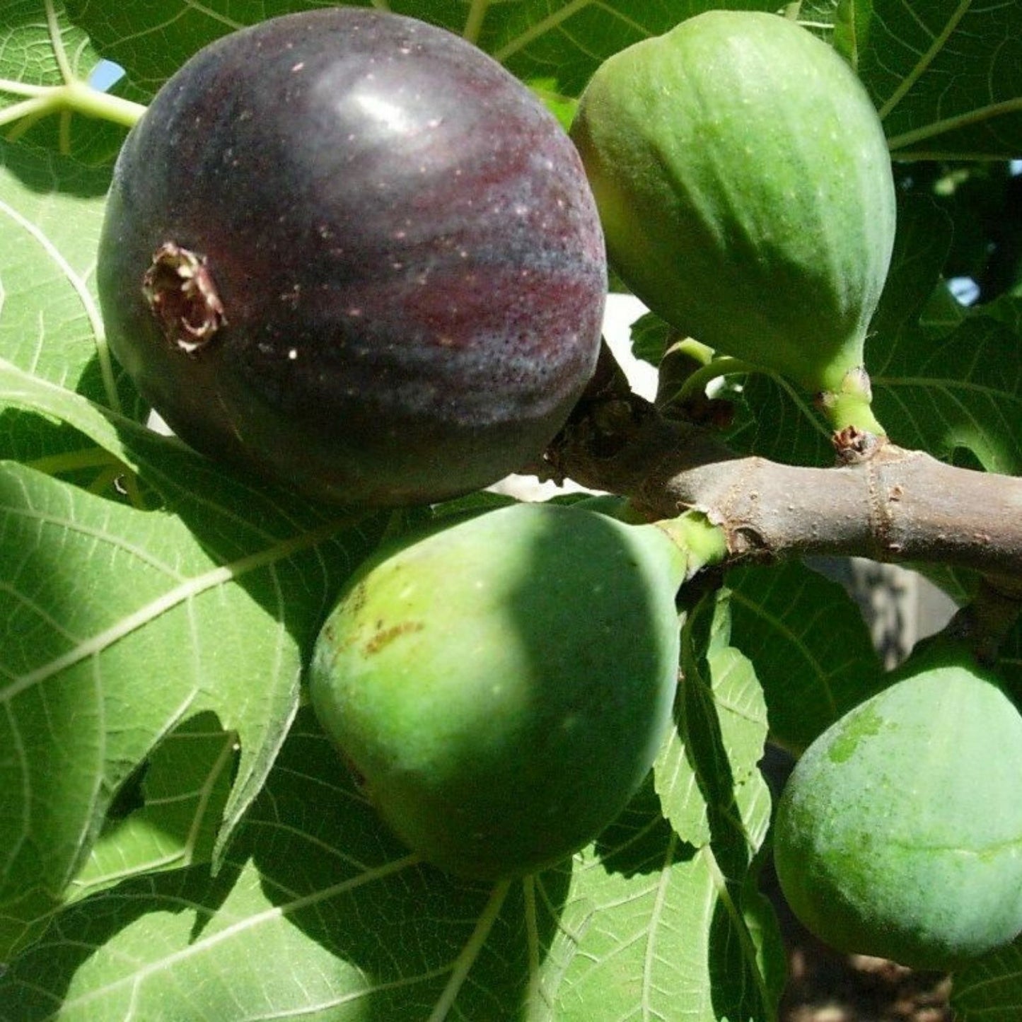 Fig Tree Cuttings 6 Pcs Col de Dame Noire Ficus carica Rain Resistant Fruit Tree Propagation