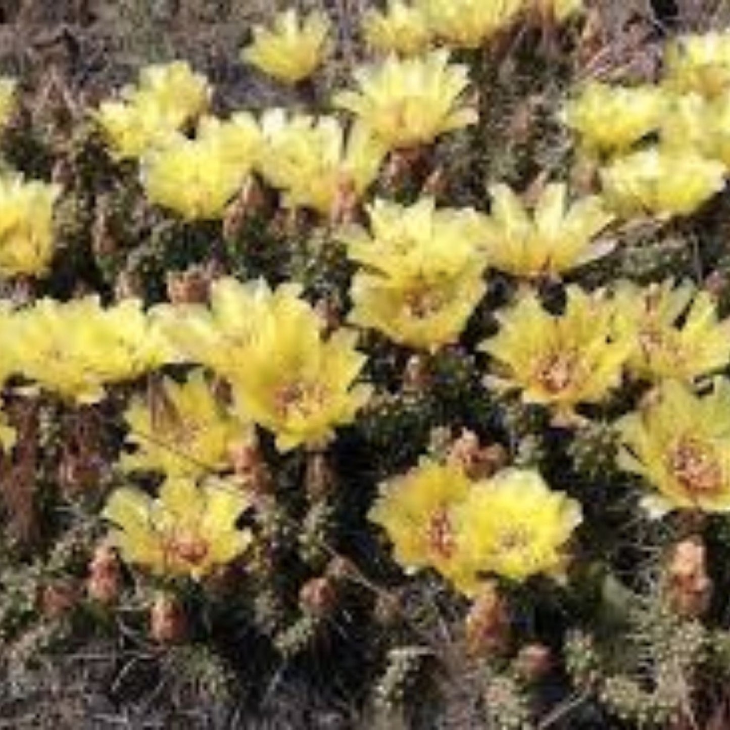 Rooted Cactus Plant Opuntia Fragilis Brittle Prickly Pear Drought-Tolerant Succulent Lake of the Woods MN