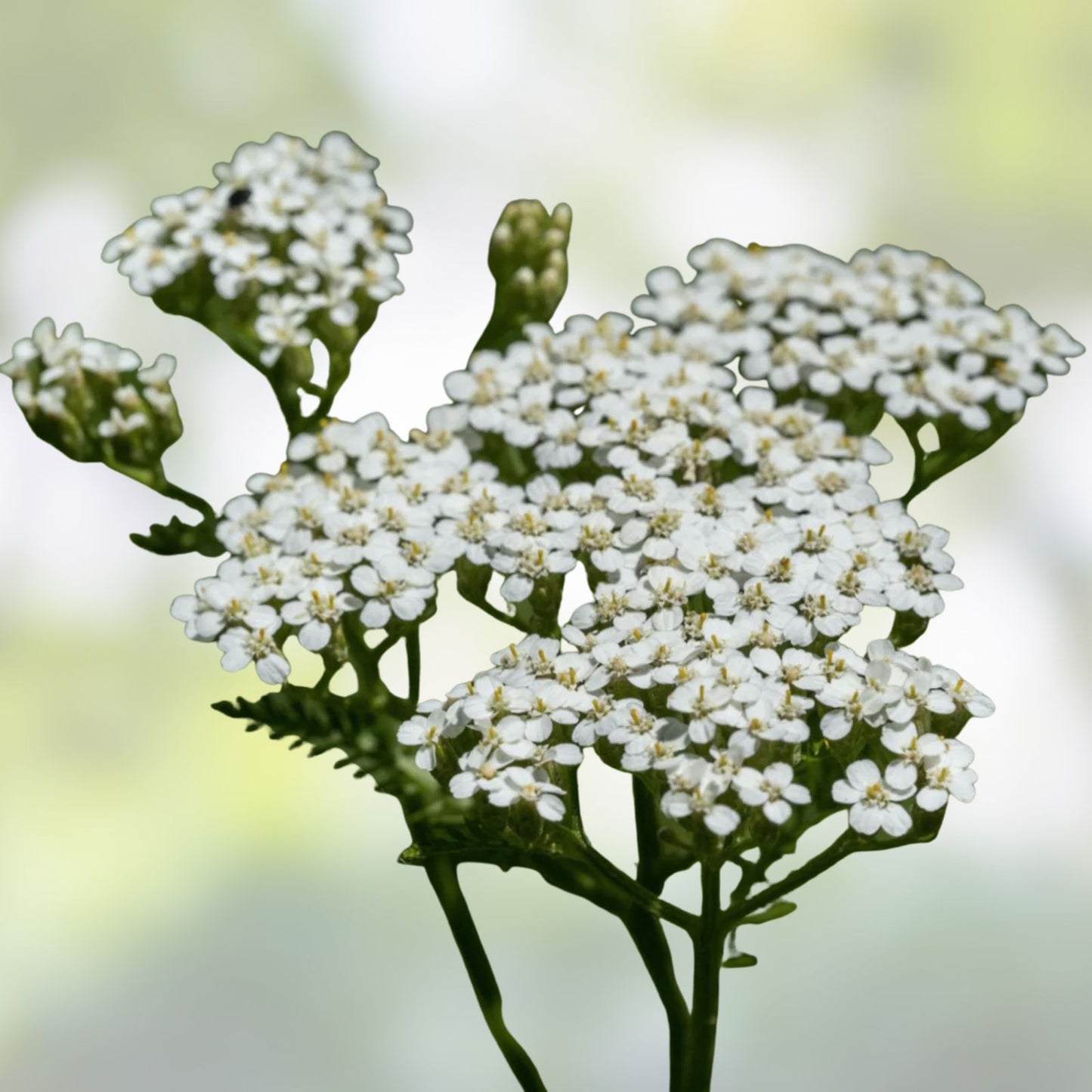 White Yarrow Flower Seeds 1000 Pack, Achillea Millefolium Perennial Herb Garden Plant, White Flower Seeds for Landscaping