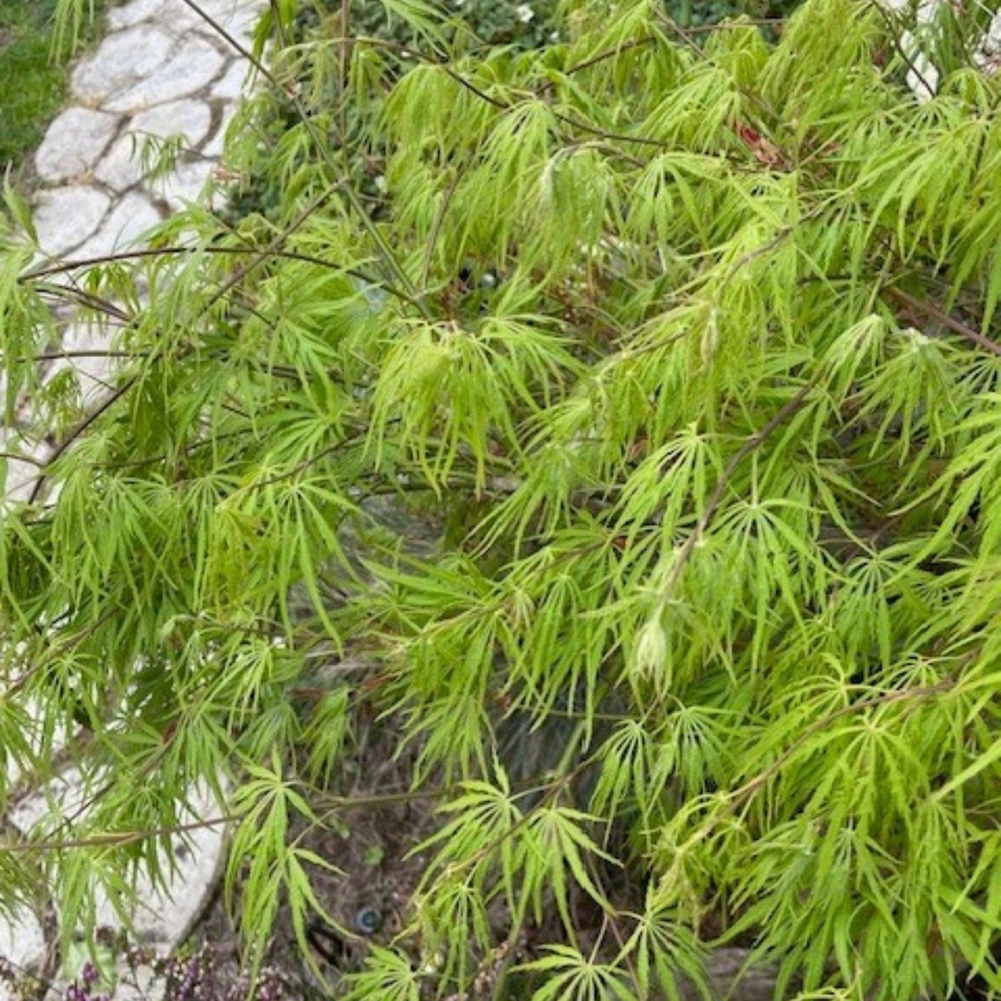 Dwarf Japanese Maple Tree Cuttings 6" for Rooting and Grafting Acer palmatum Bonsai Plant Material