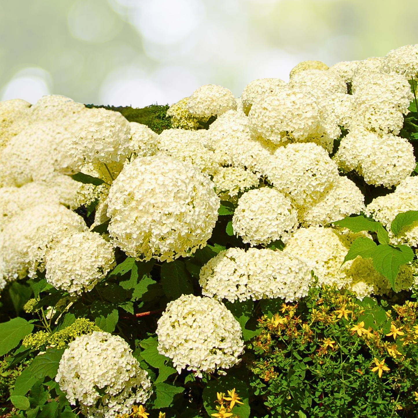 Hydrangea Starter Plant - 7-10 Inch - Grandiflora Variety - Hydrangea arborescens