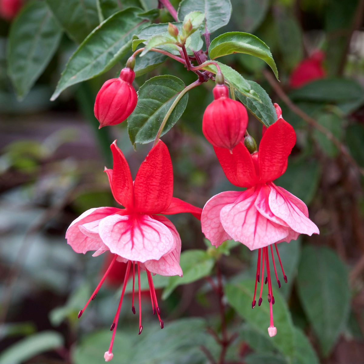 Swingtime-Fuchsia-Live-Starter-Plant-3"-Pot-Elegant-Flower-Plant-Fuchsia-magellanica