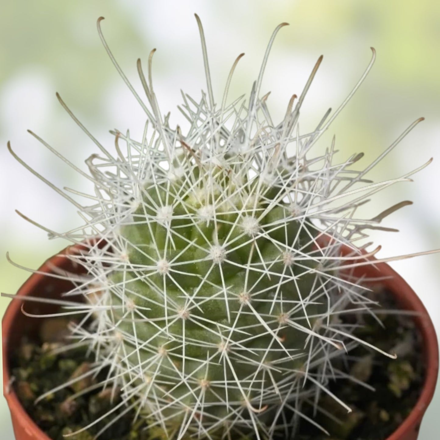Cochemiea Setispina Cactus Plant Rooted Cutting - Unique Succulent for Indoor Outdoor Decor