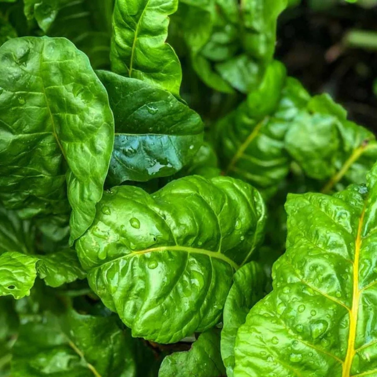 Swiss Chard Seeds 500+ Non-GMO Organic Heirloom Perpetual Beta vulgaris subsp. cicla Vegetable Gardening
