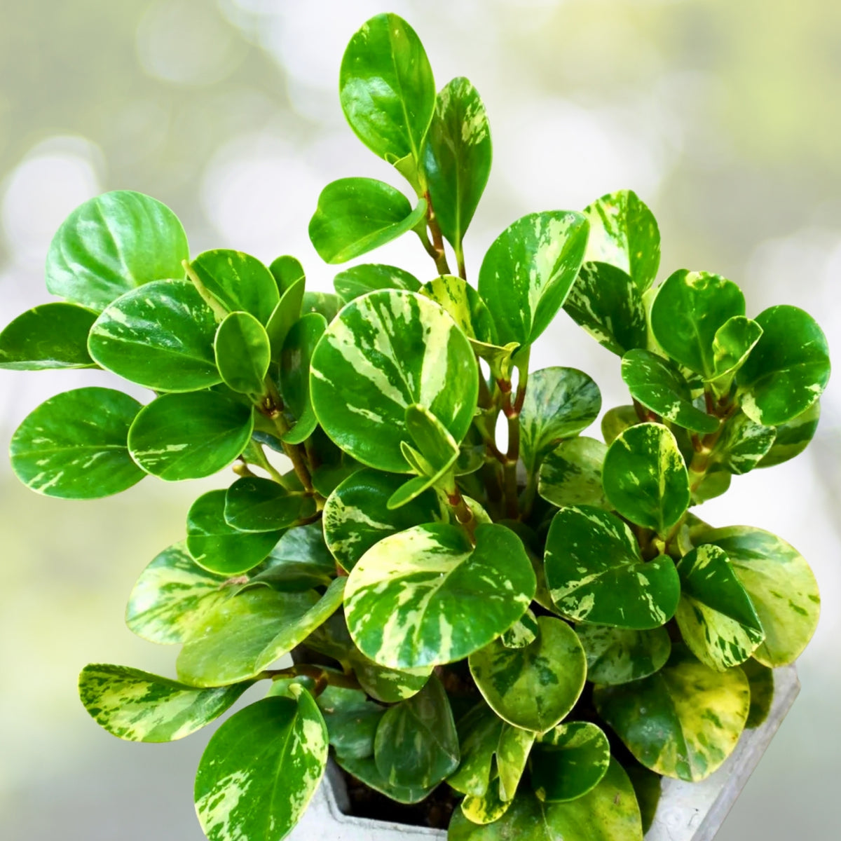 Variegated Baby Rubber Plant 6" Pot Peperomia obtusifolia 'Variegata' Indoor Houseplant with Glossy Leaves