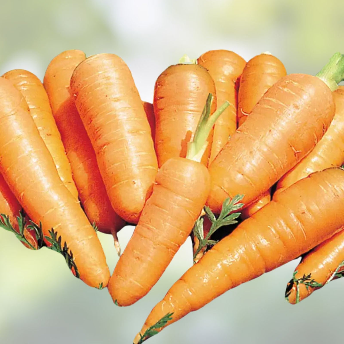 Carrot Seeds 50+ Heirloom Danvers Half Long Tasty Salad Variety Daucus carota
