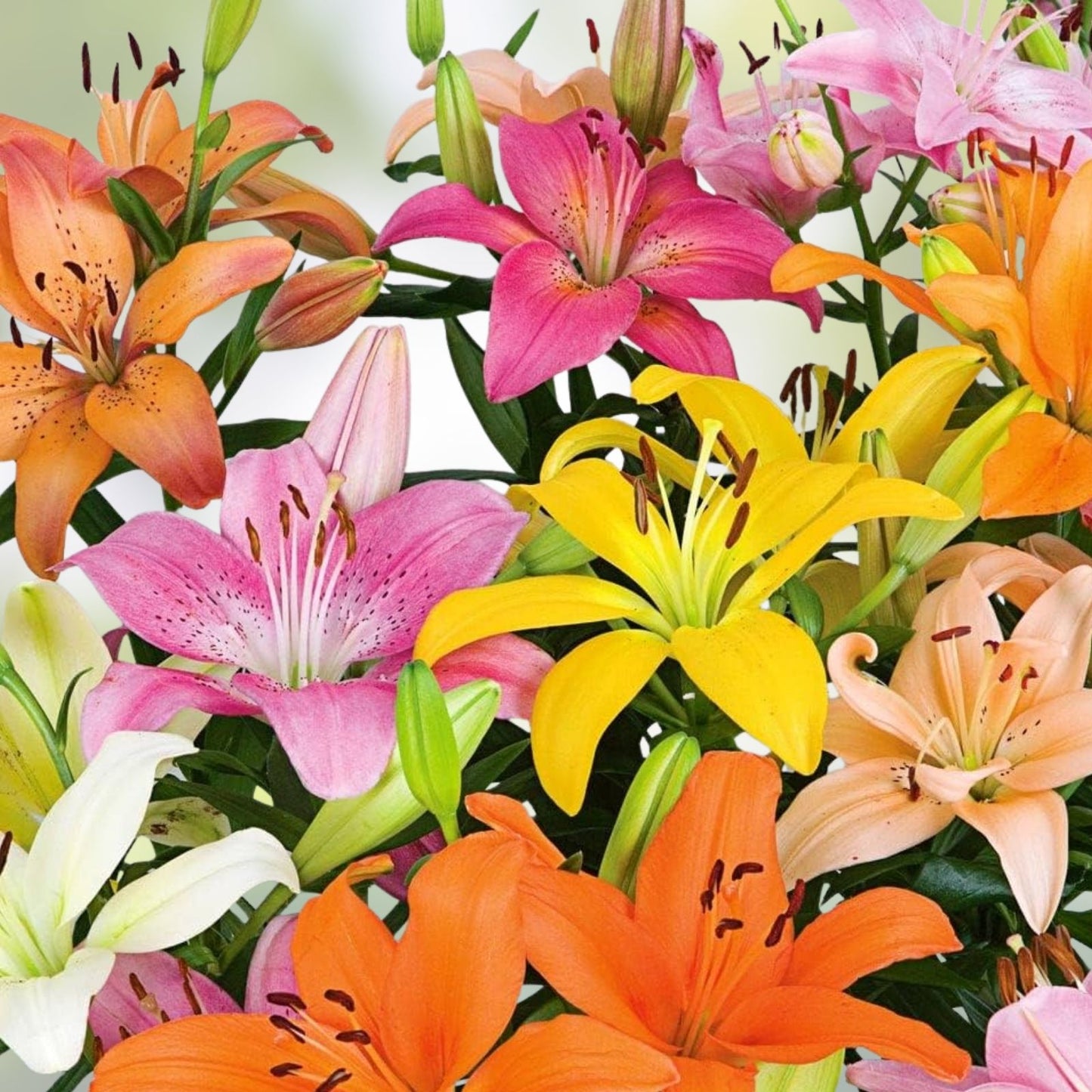 Lily Bulbs for Planting, Mixed Color, Perennial Flower Bulbs, Lilium spp., Garden and Landscape Plants