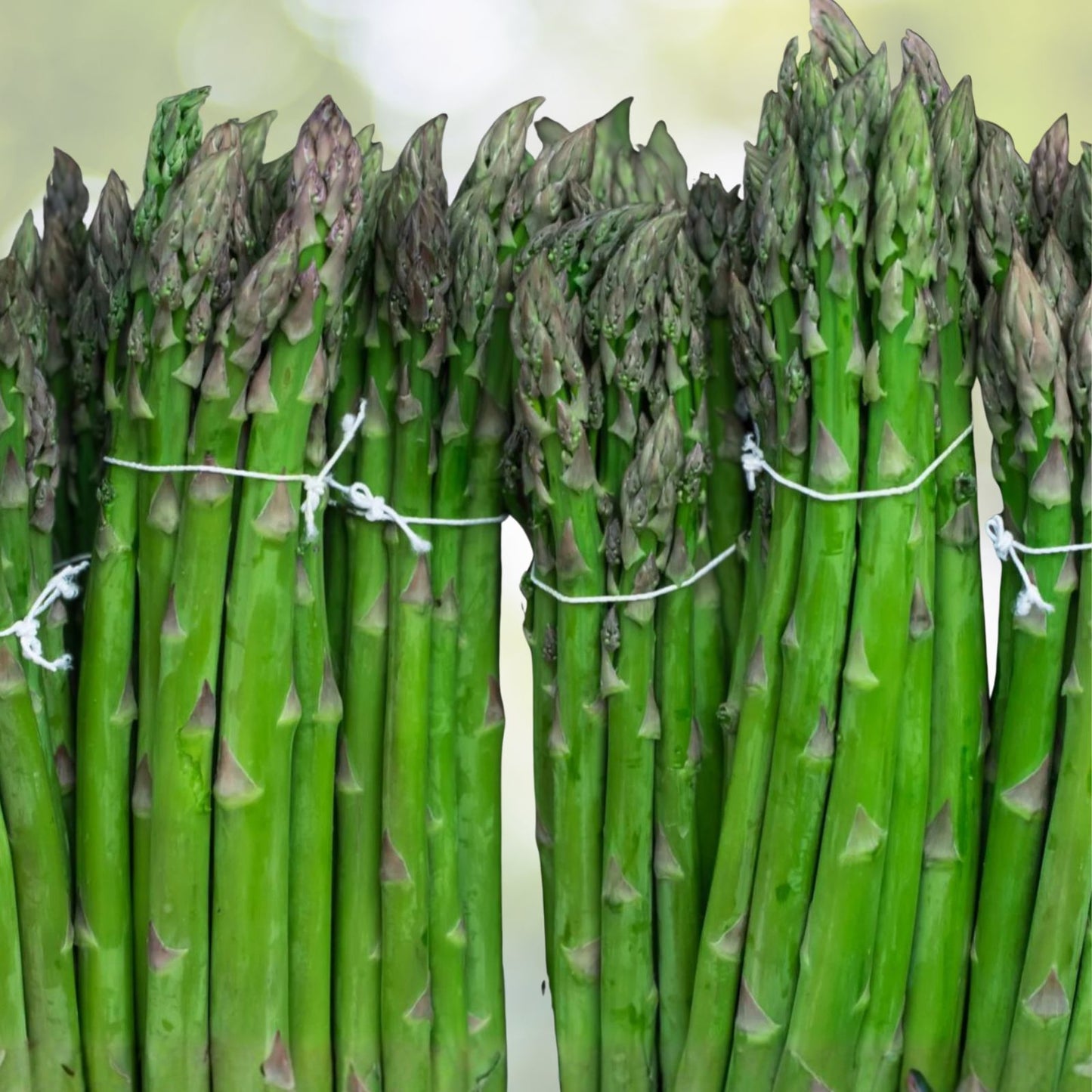 Asparagus Seeds 25 Heirloom Mary Washington Variety - Asparagus officinalis, Organic, Non-GMO, Gourmet Vegetable Seed Pack