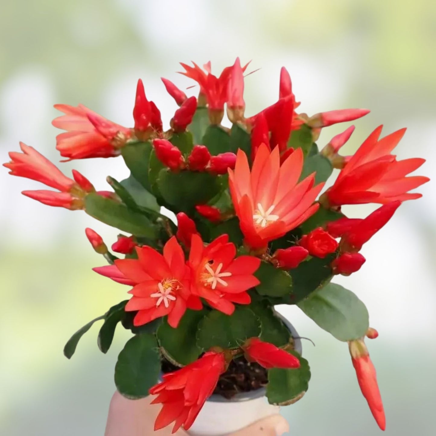 Easter Cactus Live Plant 2-4" Red Rhipsalidopsis gaertneri Indoor Flowering Succulent for Home Decor