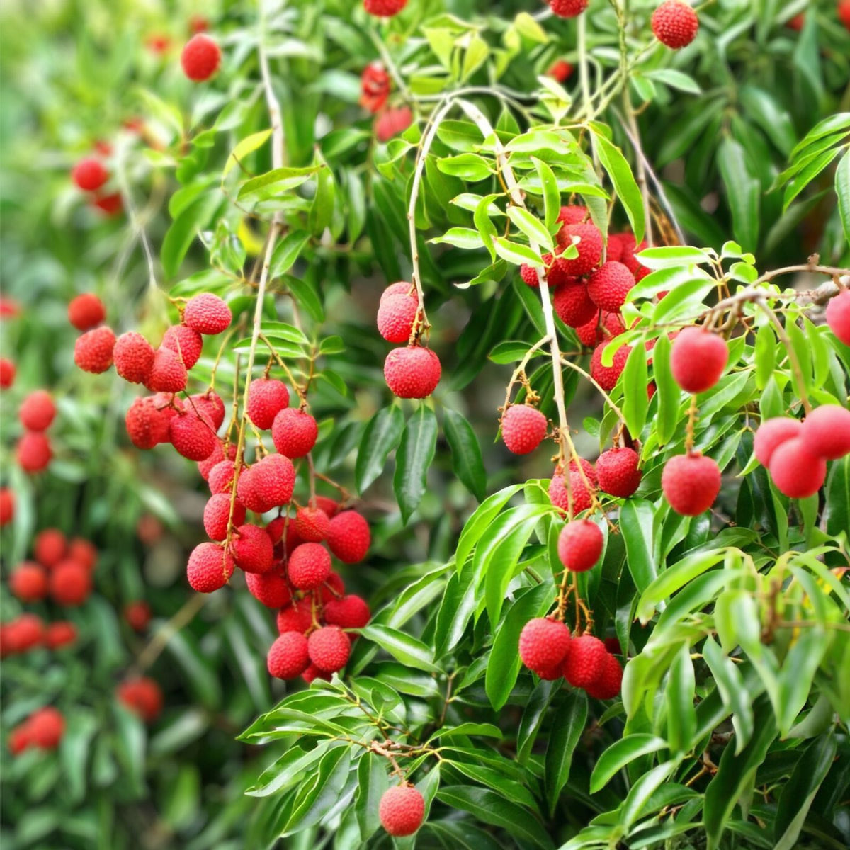 3 Gallon Mautirius Lychee Tree - Fresh Tropical Fruit Plant, Litchi chinensis, 3 Feet Tall
