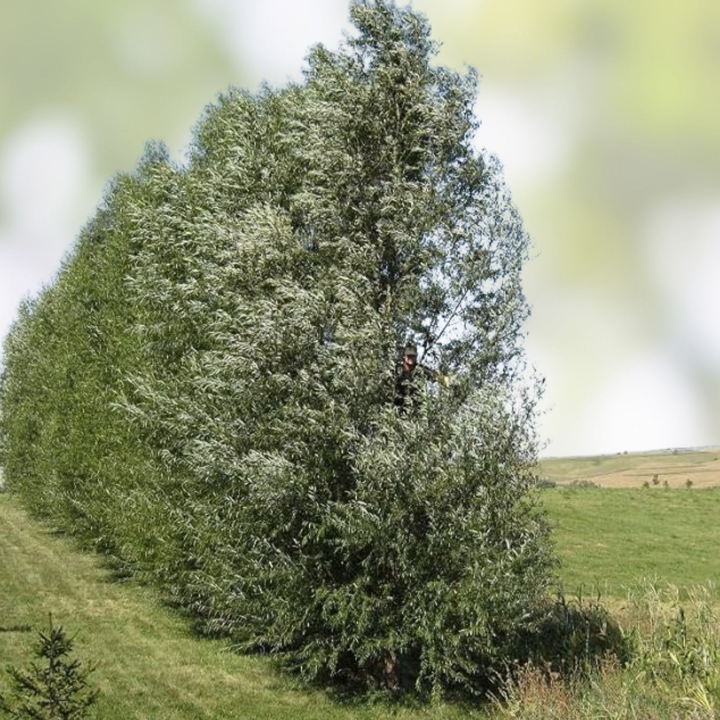 Austree Hybrid Willow Tree Cuttings - 10 Inch Fresh Fast Growing Live Cuttings - 60 Thick Branches for Quick Growth