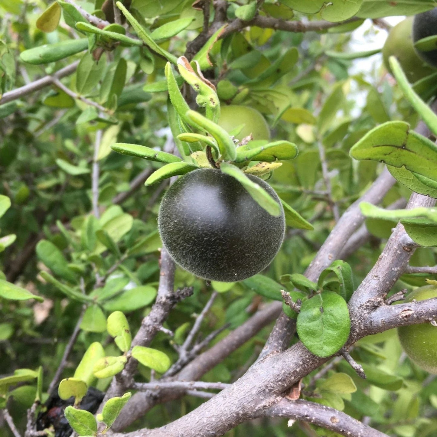 American Persimmon Tree Cuttings - 7 Fresh Diospyros virginiana Propagation Planting Material