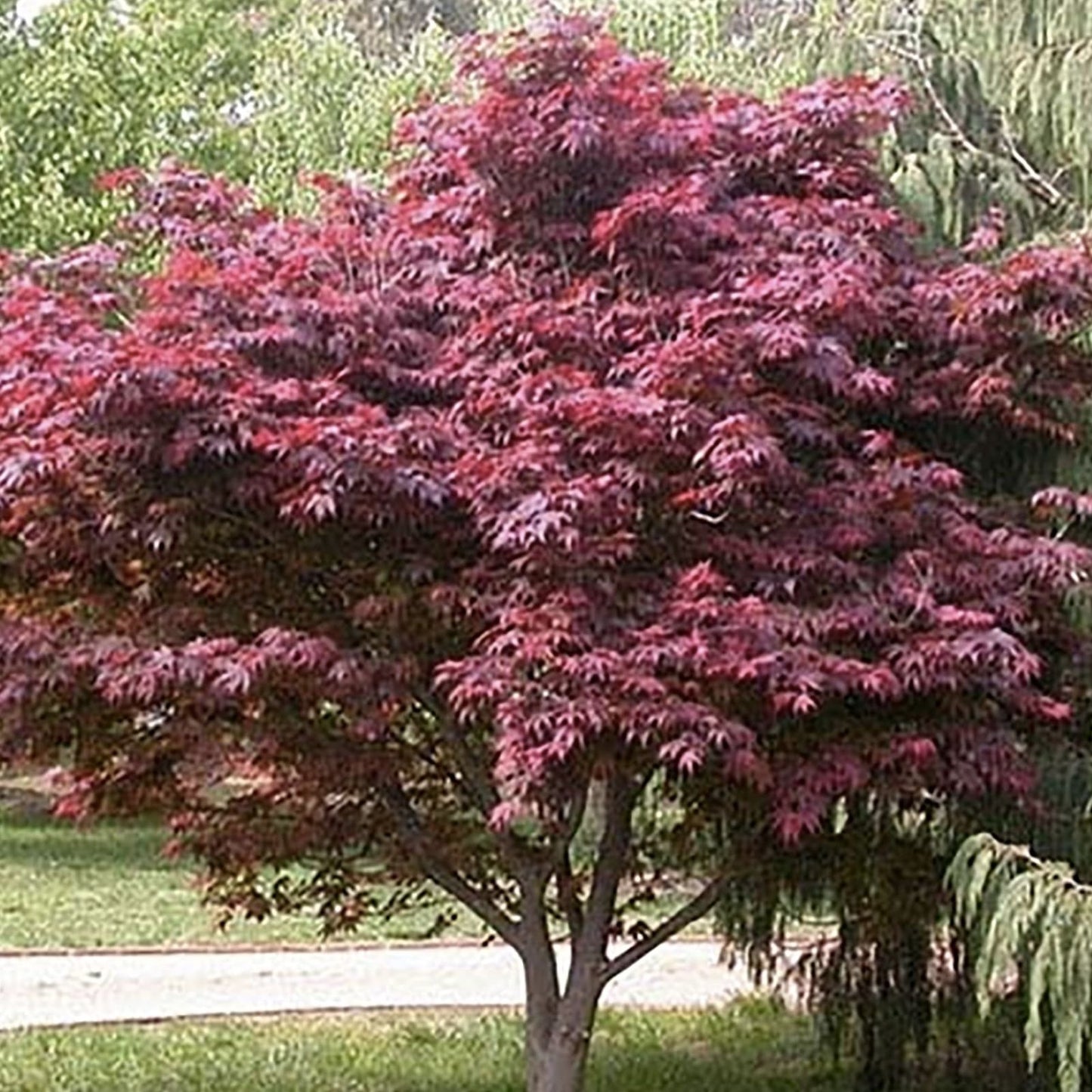 Japanese Maple Cuttings - 15 Fresh 8-12 Inch Acer palmatum Plants - Ornamental Tree for Garden and Landscape
