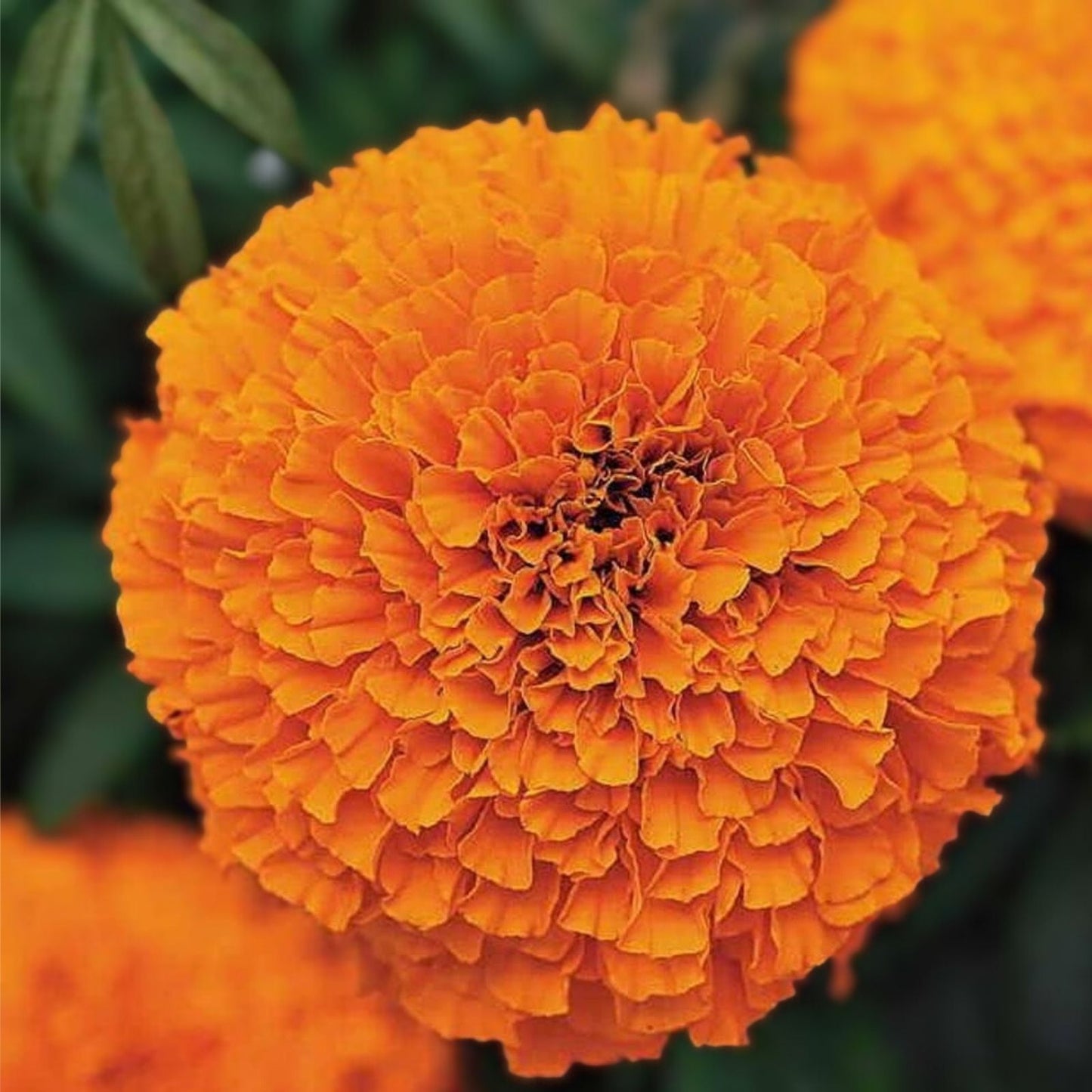 Orange Inca Marigold Seeds 100 Count Organic Tagetes erecta USA Grown Free Shipping