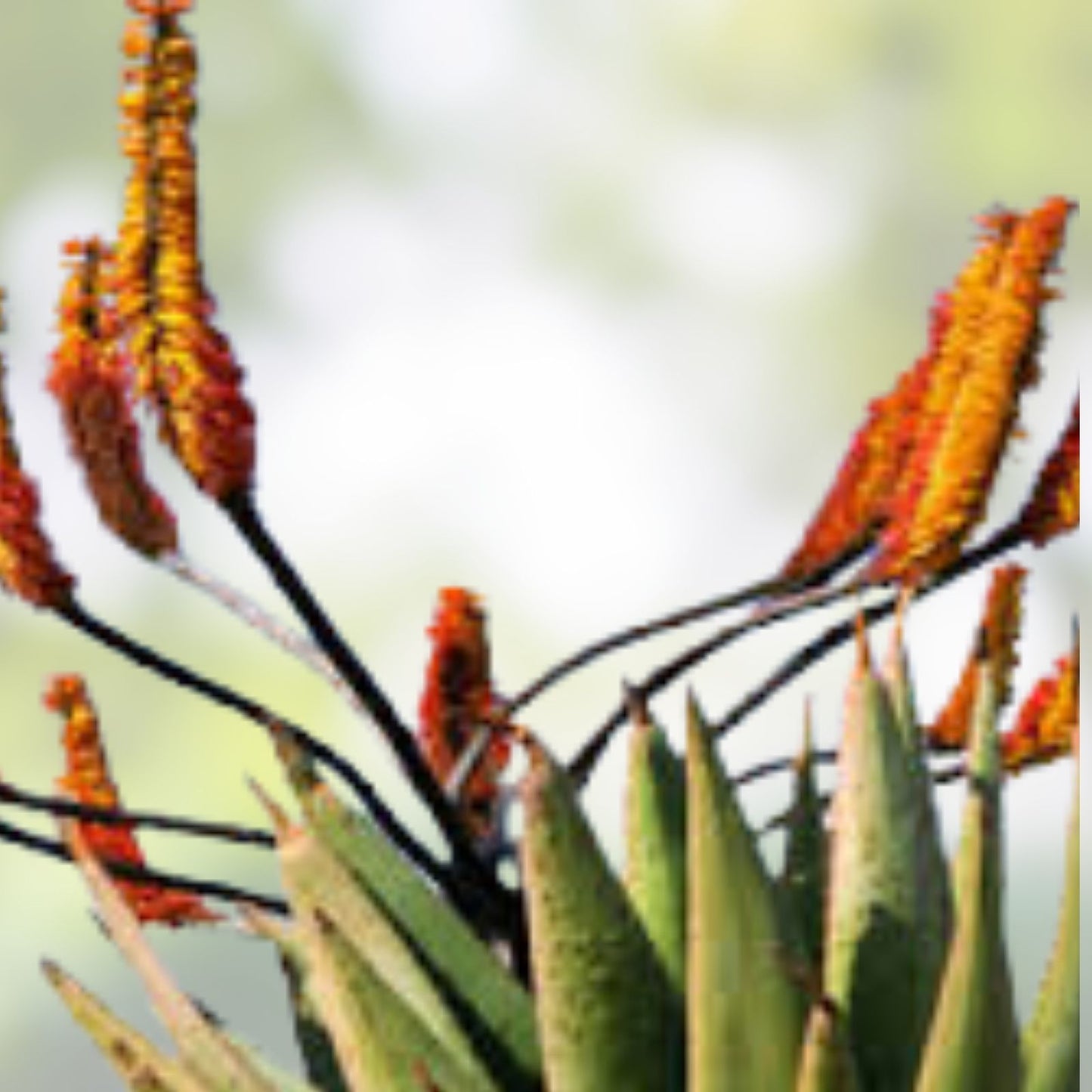 Aloe Spectabilis Seeds 30 Pack - Succulent Seeds for Planting - Rare Aloe Variety - Aloe spectabilis