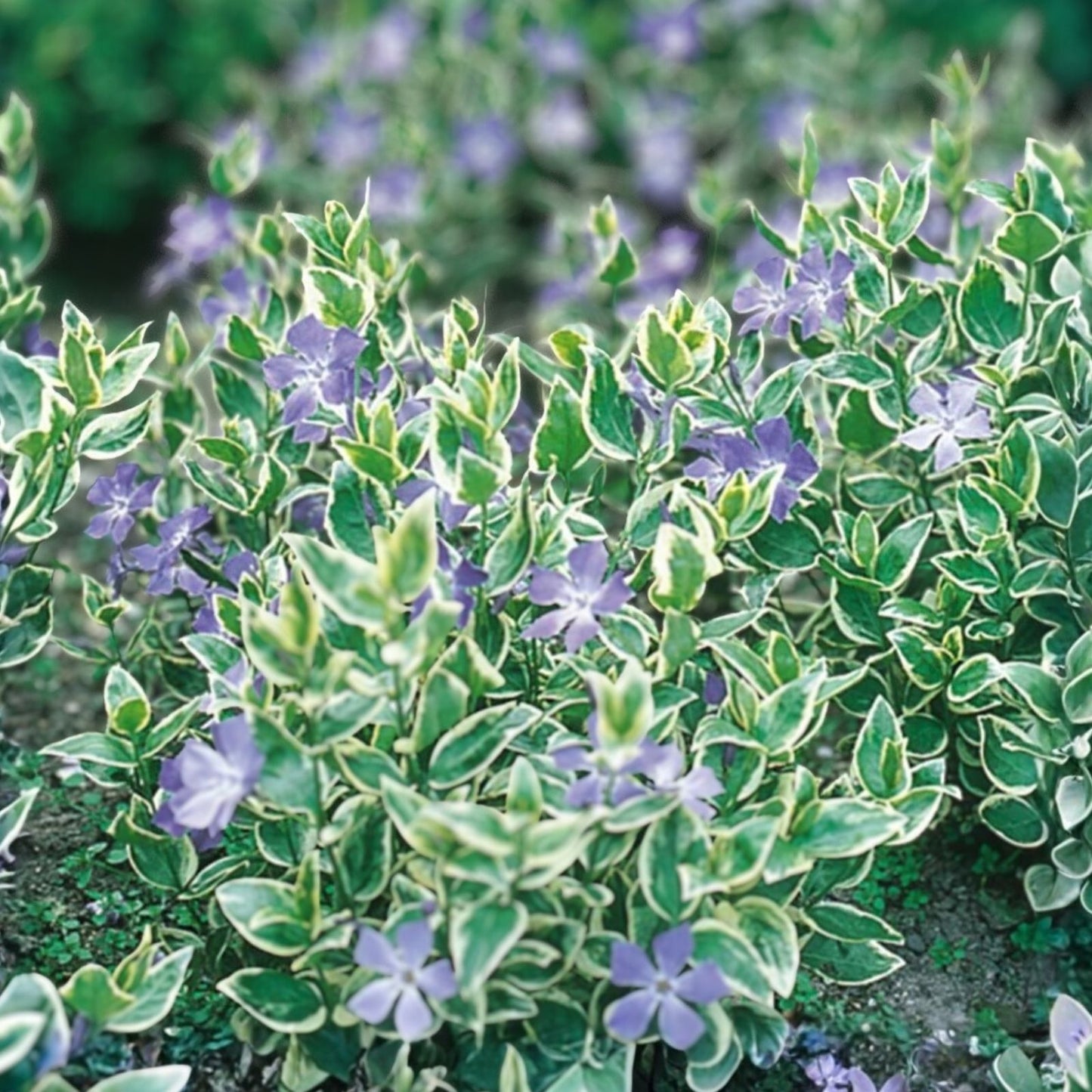 Variegated Vinca Starter Plants 12 Pack Perennial Ground Cover Vinca major Variegated Plant