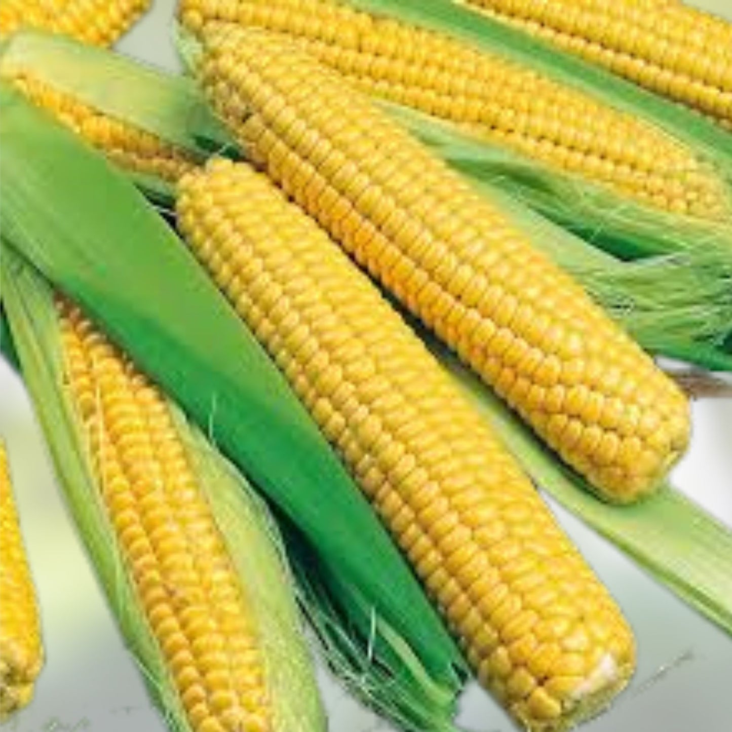 Bantam Sweet Corn Seeds for Planting, Heirloom Variety, Non-GMO, Zea mays, America's Favorite Sweet Corn