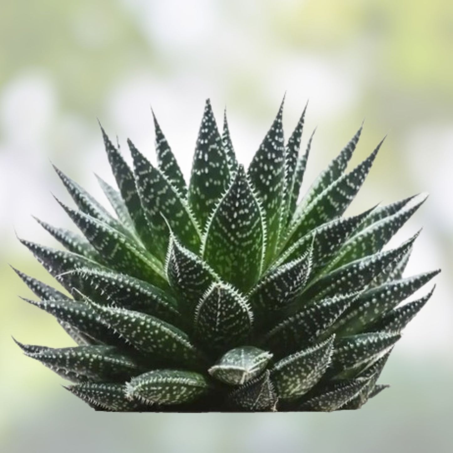 Aloe Juvenna Alligator Jaws 4" Live Rooted Succulent Plant – Unique Green Ornamental Indoor Plant