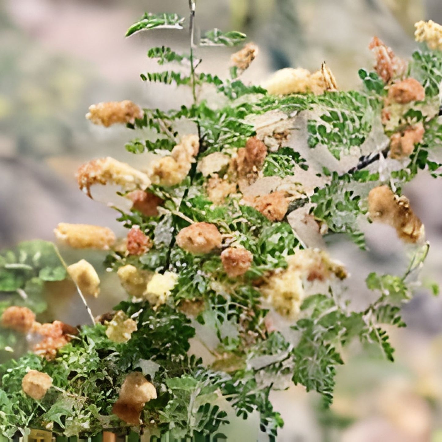 Catclaw Acacia Seeds 20+ | Drought-Tolerant Native Plant | Senegalia greggii | Xeriscape Suitable, Acacia greggii Seeds