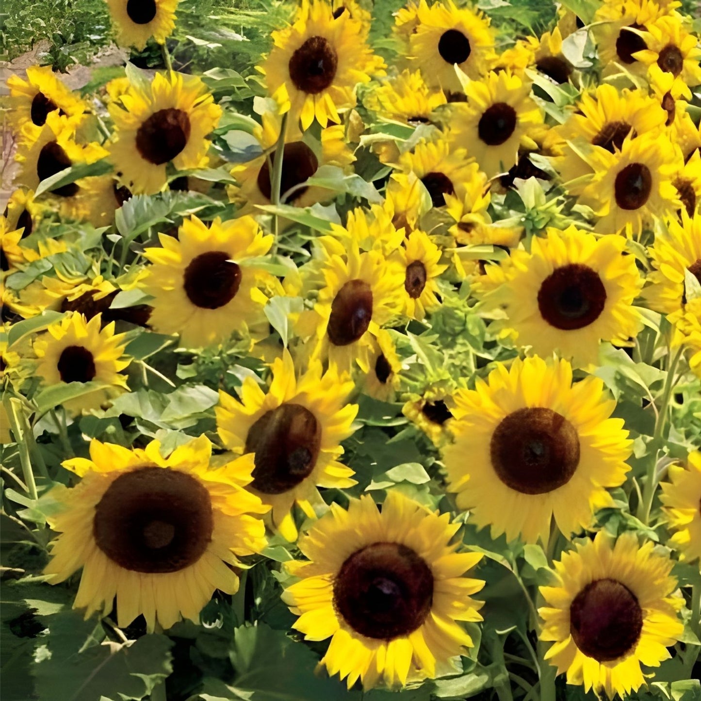 Dwarf Sunspot Sunflower Seeds - 50 Count - Exotic Flower Seeds - Helianthus annuus