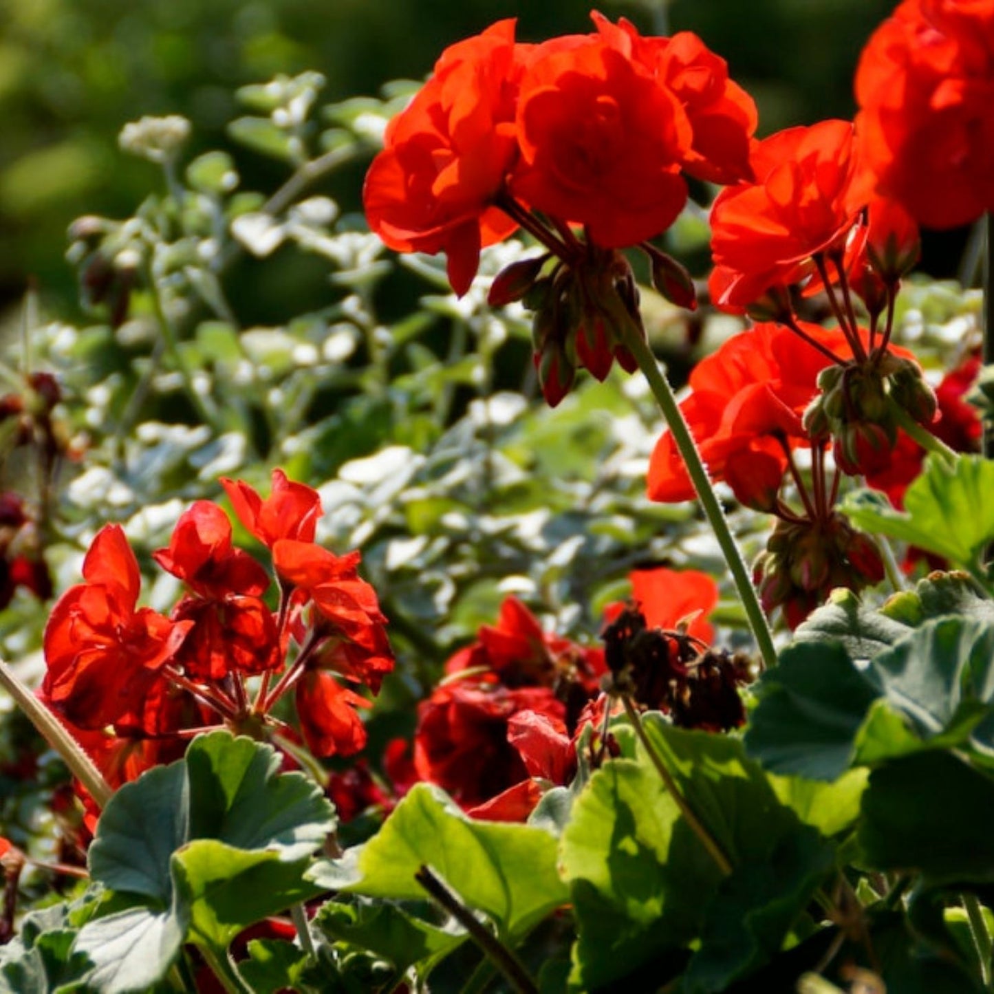 Live Geranium Cuttings 6" Red Fireworks Pelargonium Unrooted Flower Plant for Gardening and Landscaping