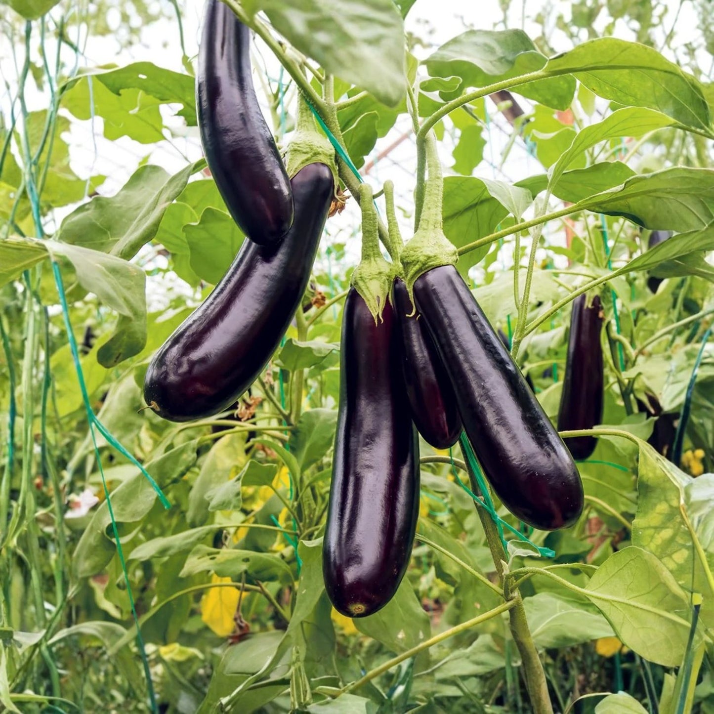 American Hybrid Eggplant Seeds – 20 Seeds – A1014 Hybrid American E – Heirloom Vegetable Gardening – Non-GMO Seed Packet