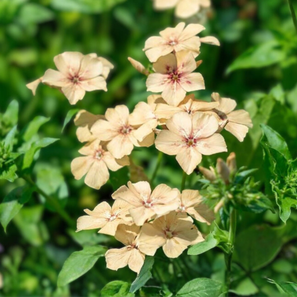 Phlox Seeds 125 Count Creme Brulee Annual Flower Seeds Phlox paniculata Vibrant Garden Blooms