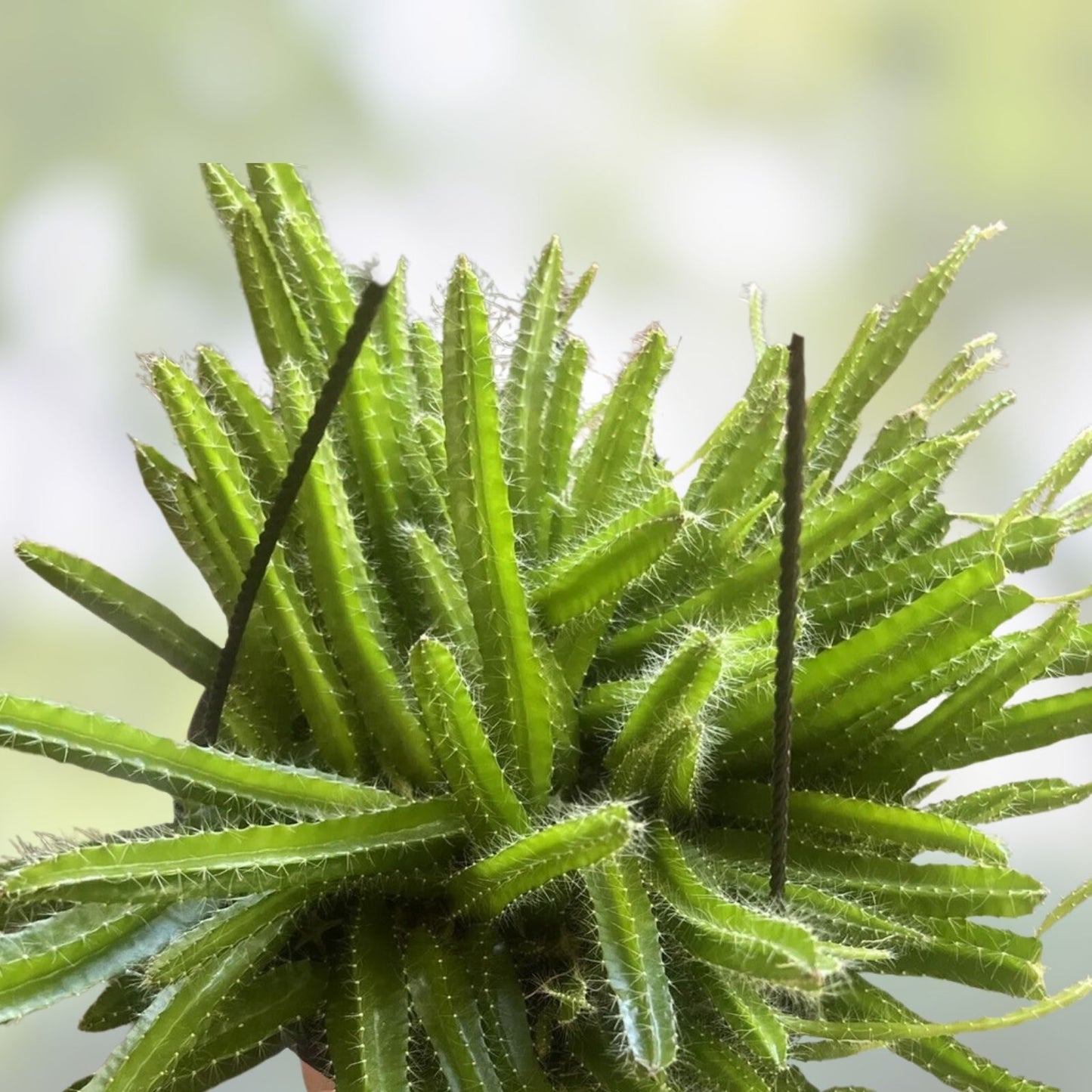 Fresh Cuttings Dog Tail Cactus 4x Aporocactus Flagelliformis Succulent Plant, Easy to Grow, Low Maintenance, Indoor or Outdoor