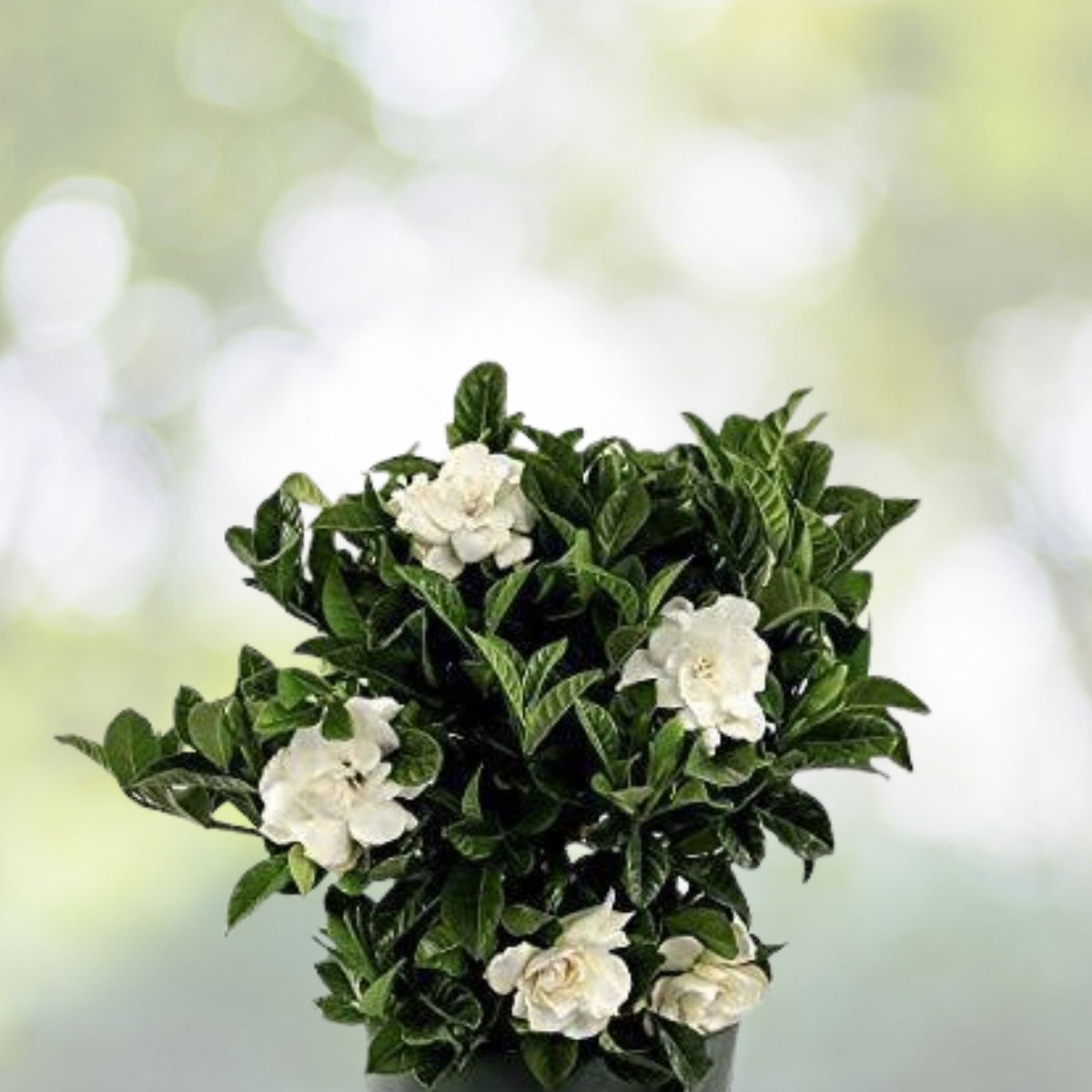 Heirloom Gardenia Bush 1ft Live Plant, White Cape Jasmine, Gardenia Jasminoides, Fragrant Flowers, Bare Root