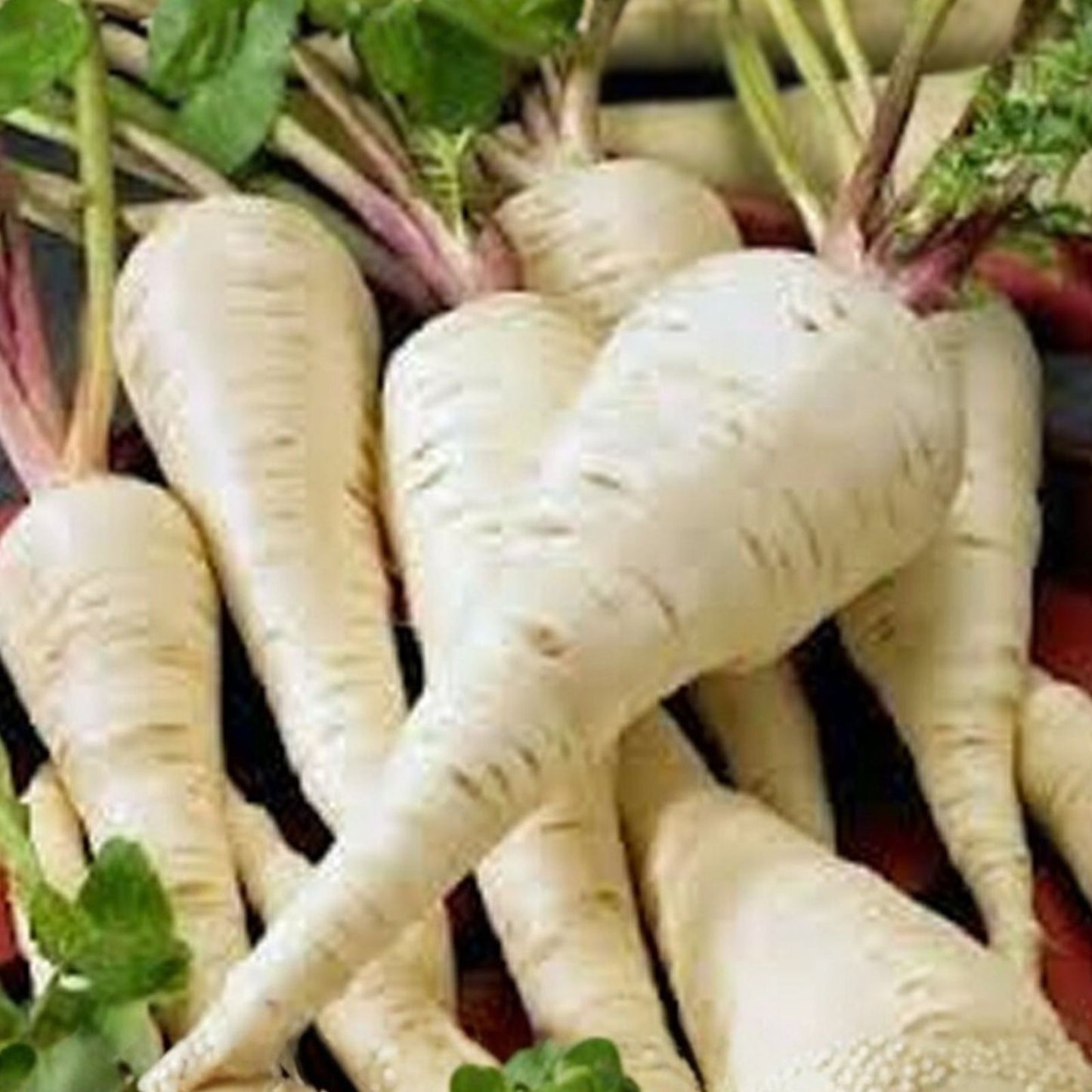 Parsnip Seeds 50+ Heirloom Non-GMO All-American Variety Pastinaca sativa Vegetable Gardening Supplies