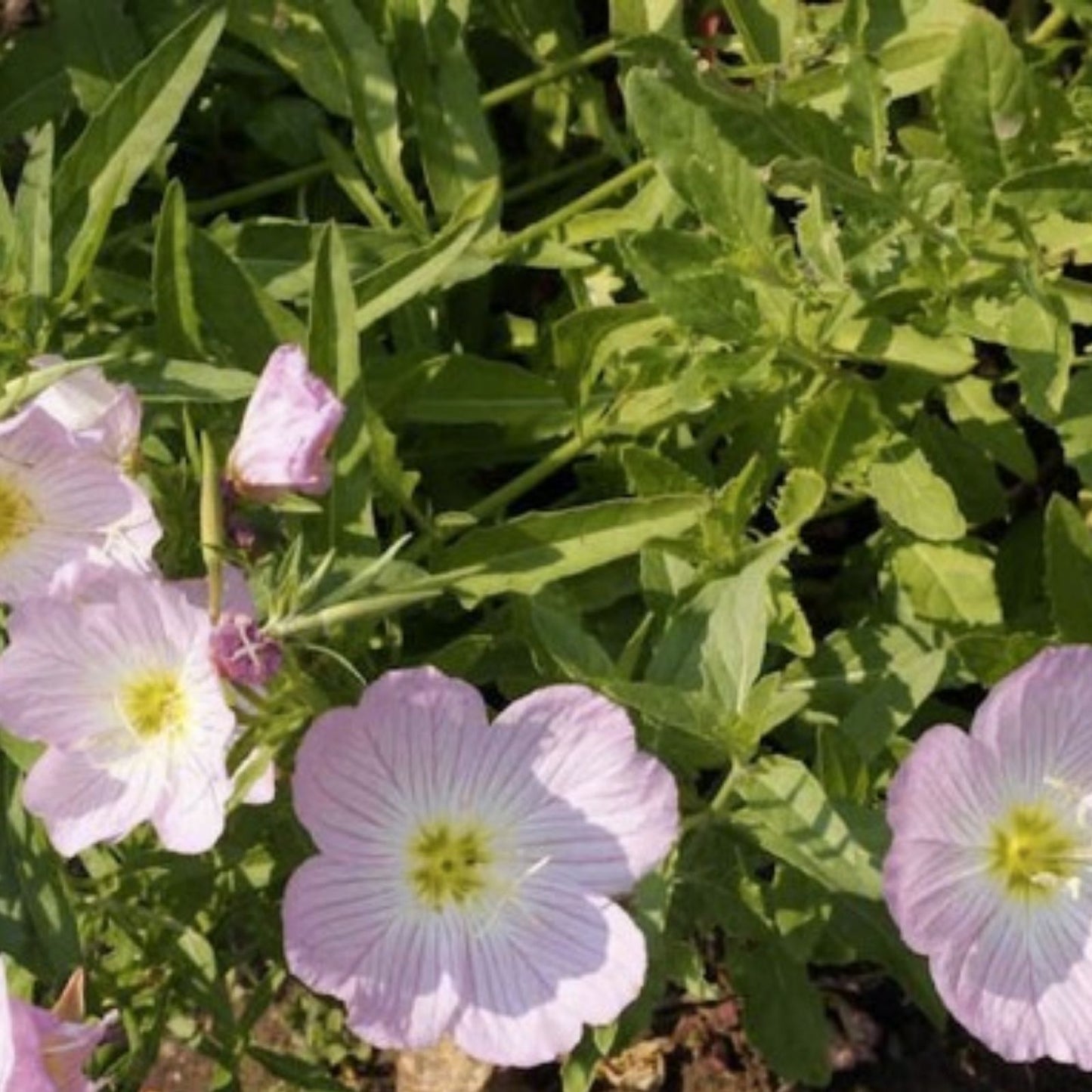 Showy Evening Primrose Seeds - 500 Organic Perennial Flower Seeds - Oenothera Speciosa - USA Grown, Free Shipping