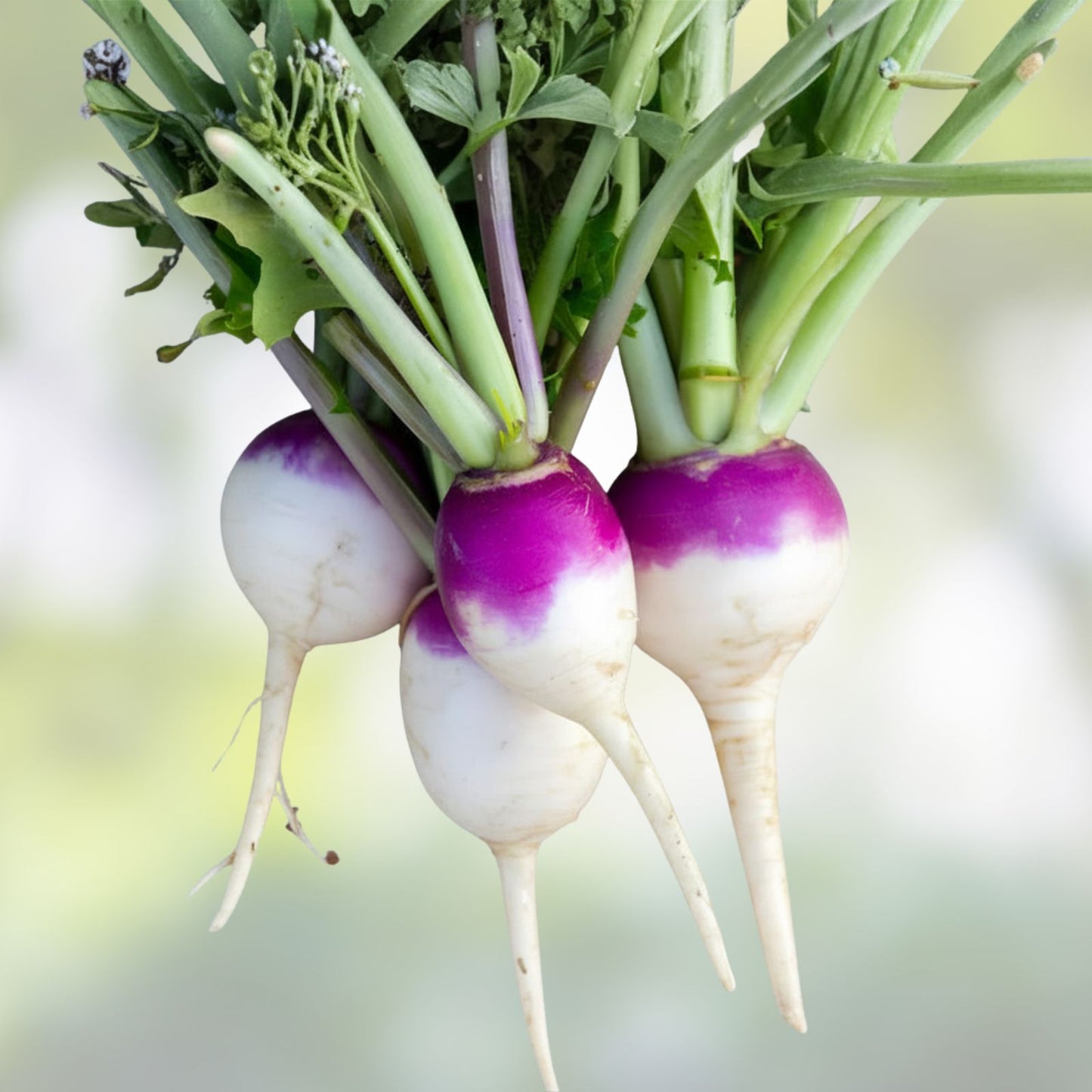 Purple Top Turnip Seeds Non GMO Heirloom Brassica rapa Vegetable Garden Starter Plant