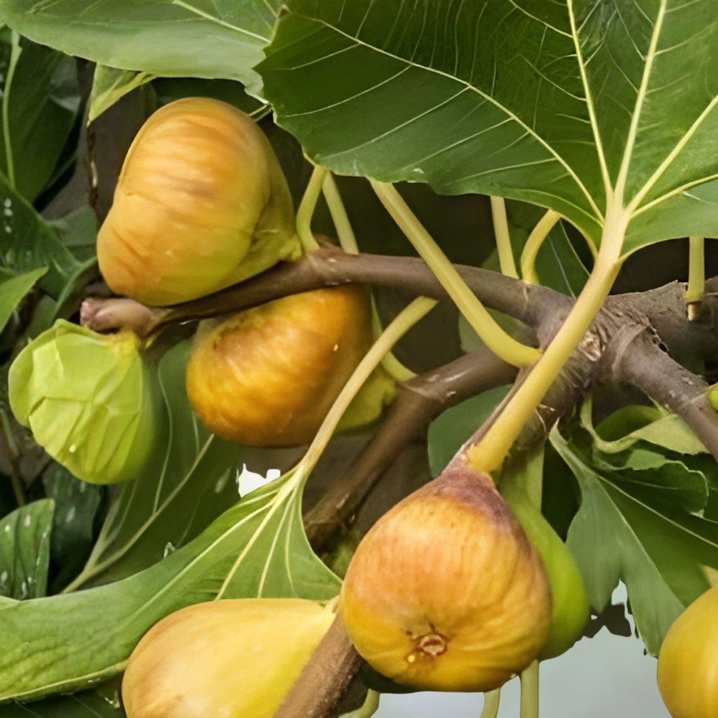 Fresh Fig Tree Cuttings - Organic Varieties Available - Ficus carica - Choose Your Favorite Flavor