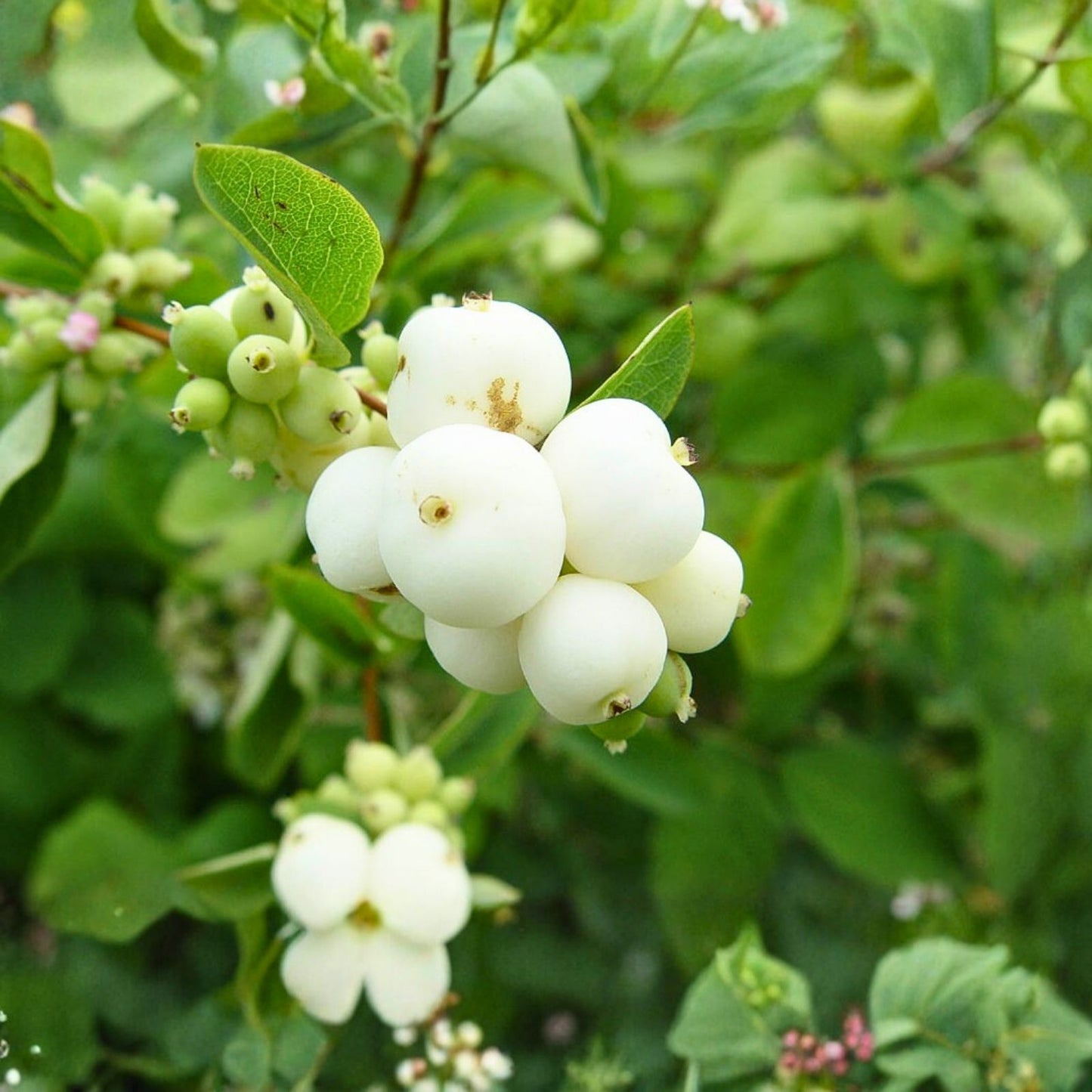 Snowberry Seeds 40 Pack, Symphoricarpos albus, HONEYSUCKLE Bush Shrub, Easy to Grow, Ornamental Berry Plant, Free Shipping